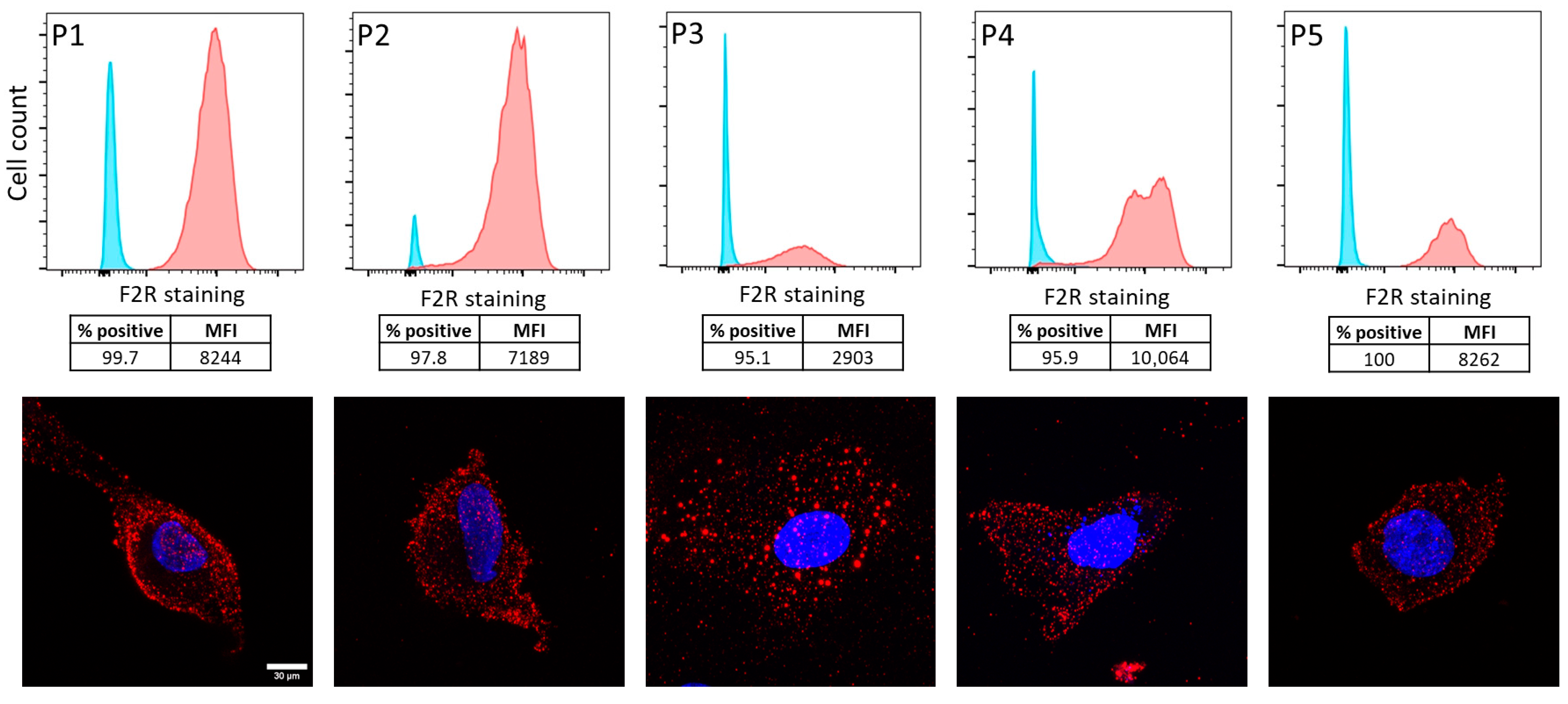 Ijms 26 08529 g002 Ijms 26 08529 g002