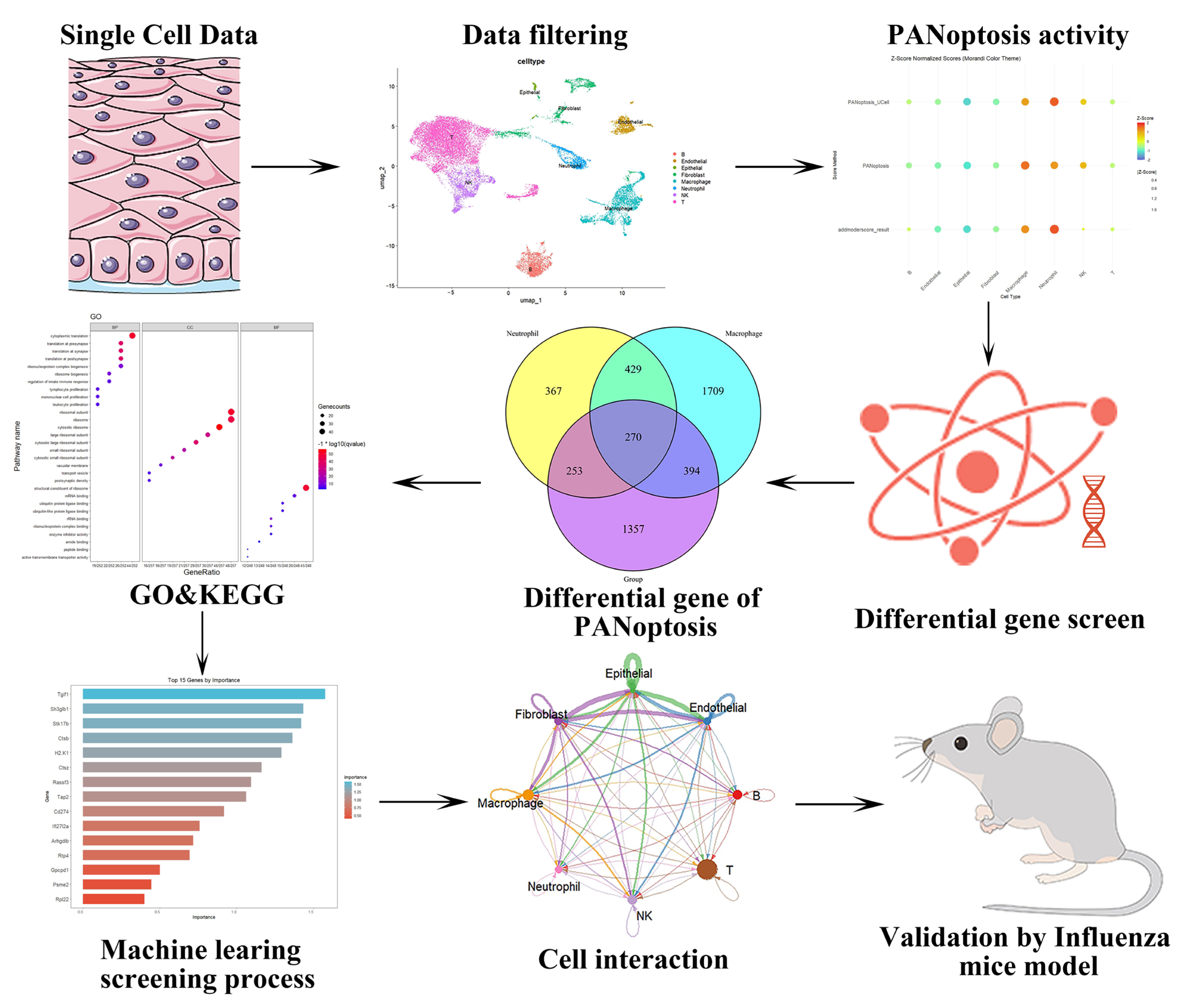 Ijms 26 08533 g001 Ijms 26 08533 g001