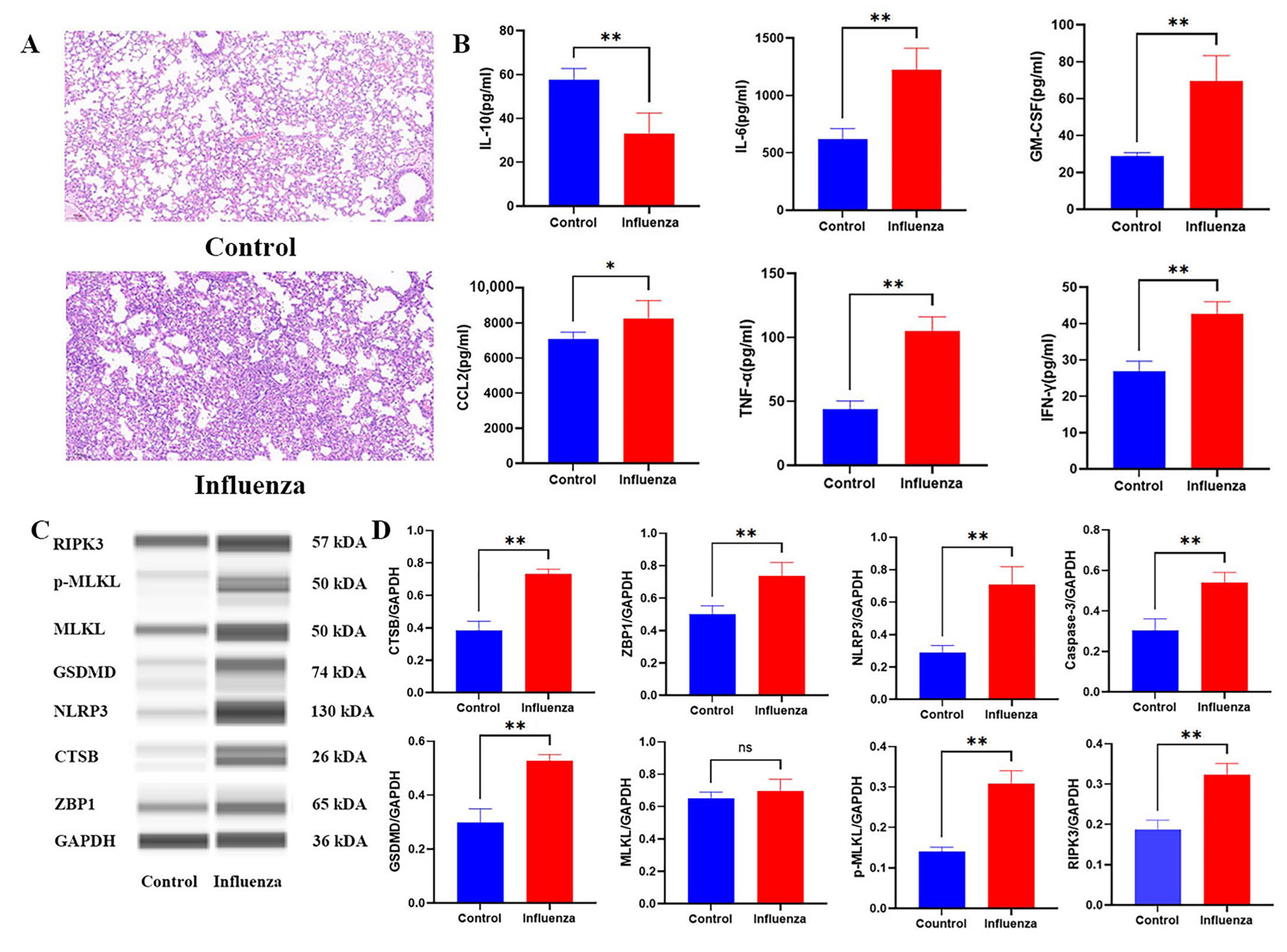 Ijms 26 08533 g007 Ijms 26 08533 g007