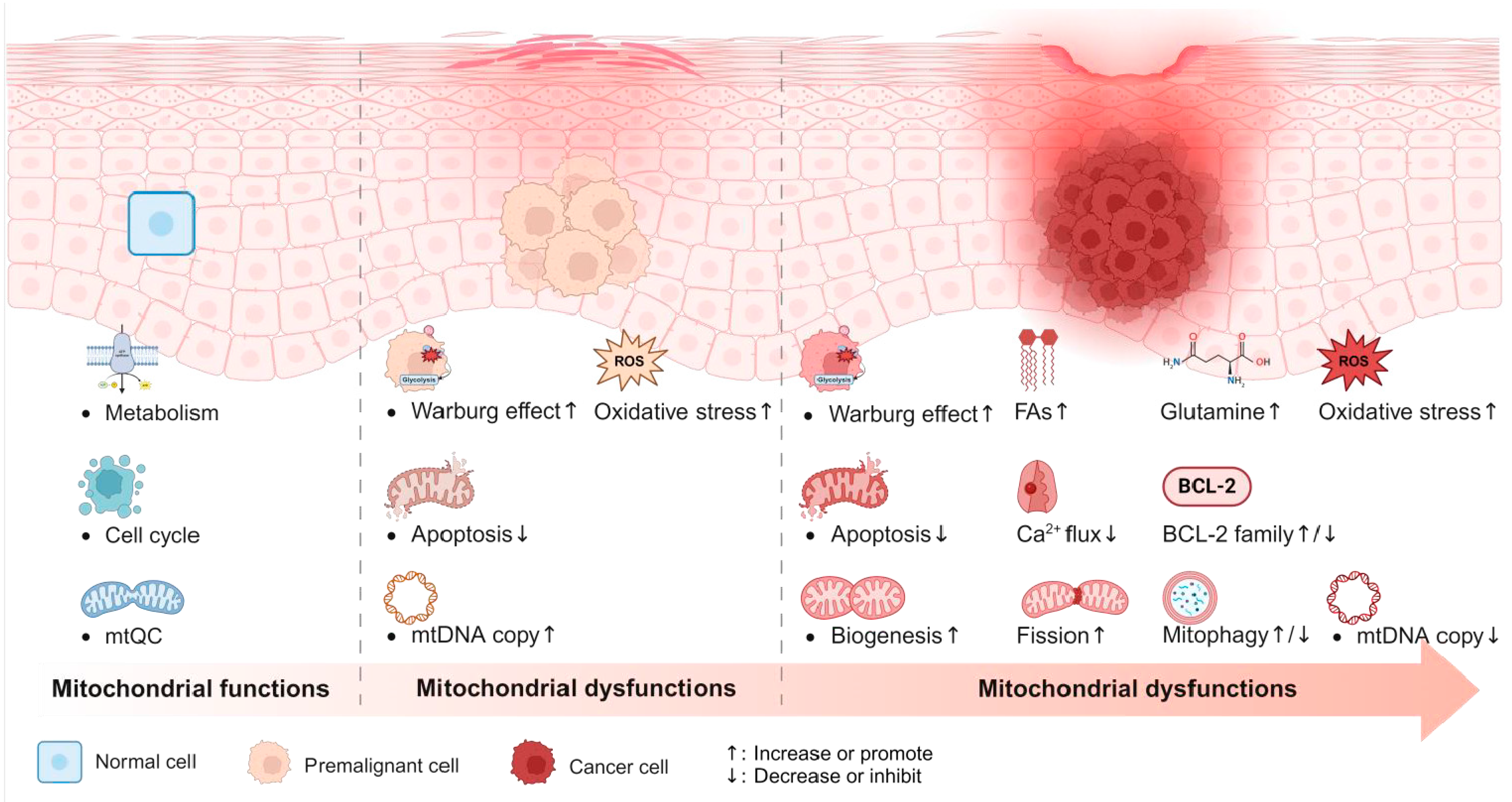 Ijms 26 08537 g004 Ijms 26 08537 g004