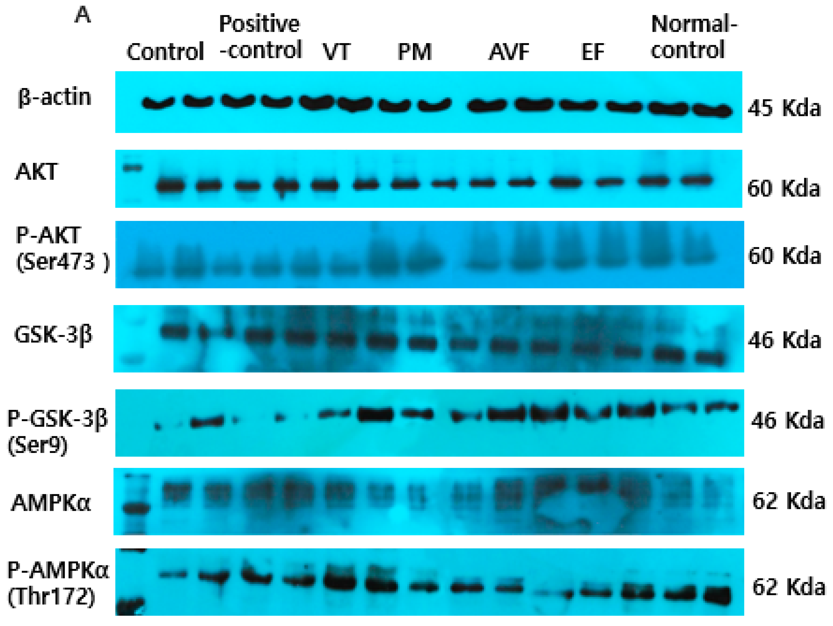 Ijms 26 08545 g005a Ijms 26 08545 g005a