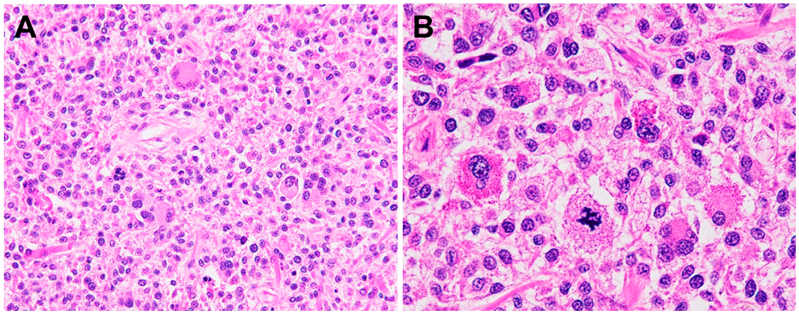 Ijms 26 08554 g001 Ijms 26 08554 g001