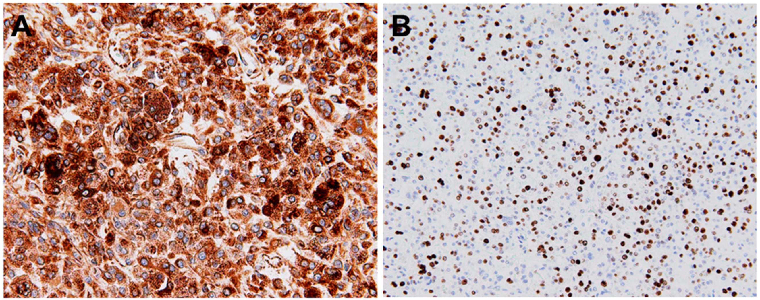 Ijms 26 08554 g002 Ijms 26 08554 g002