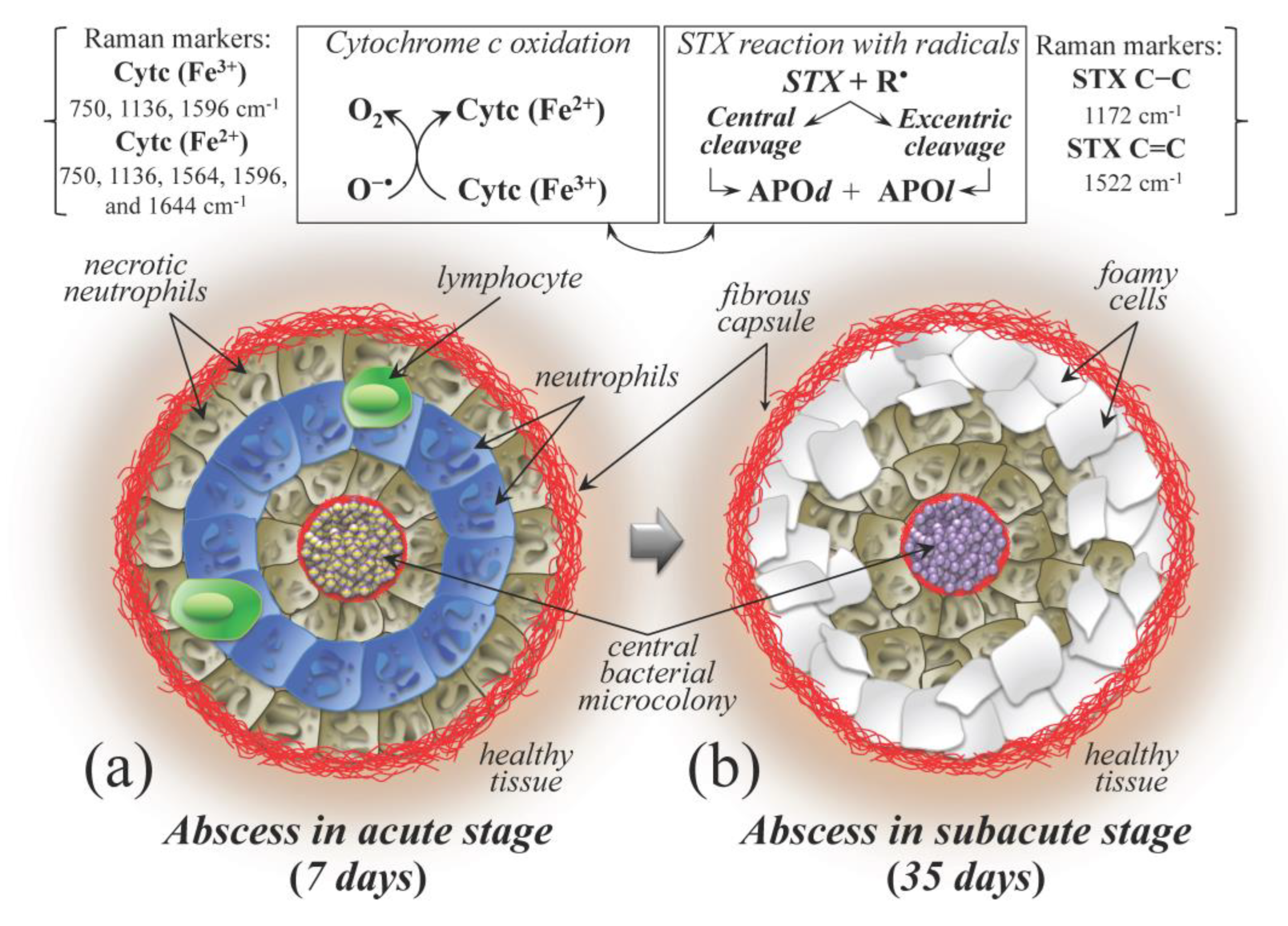 Ijms 26 08572 g010 Ijms 26 08572 g010