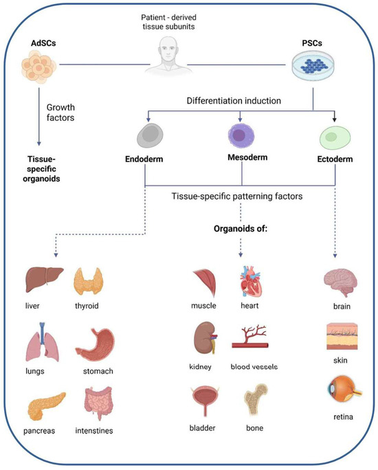 Toxicity of Magnetic Nanoparticles in Medicine: Contributing Factors ...