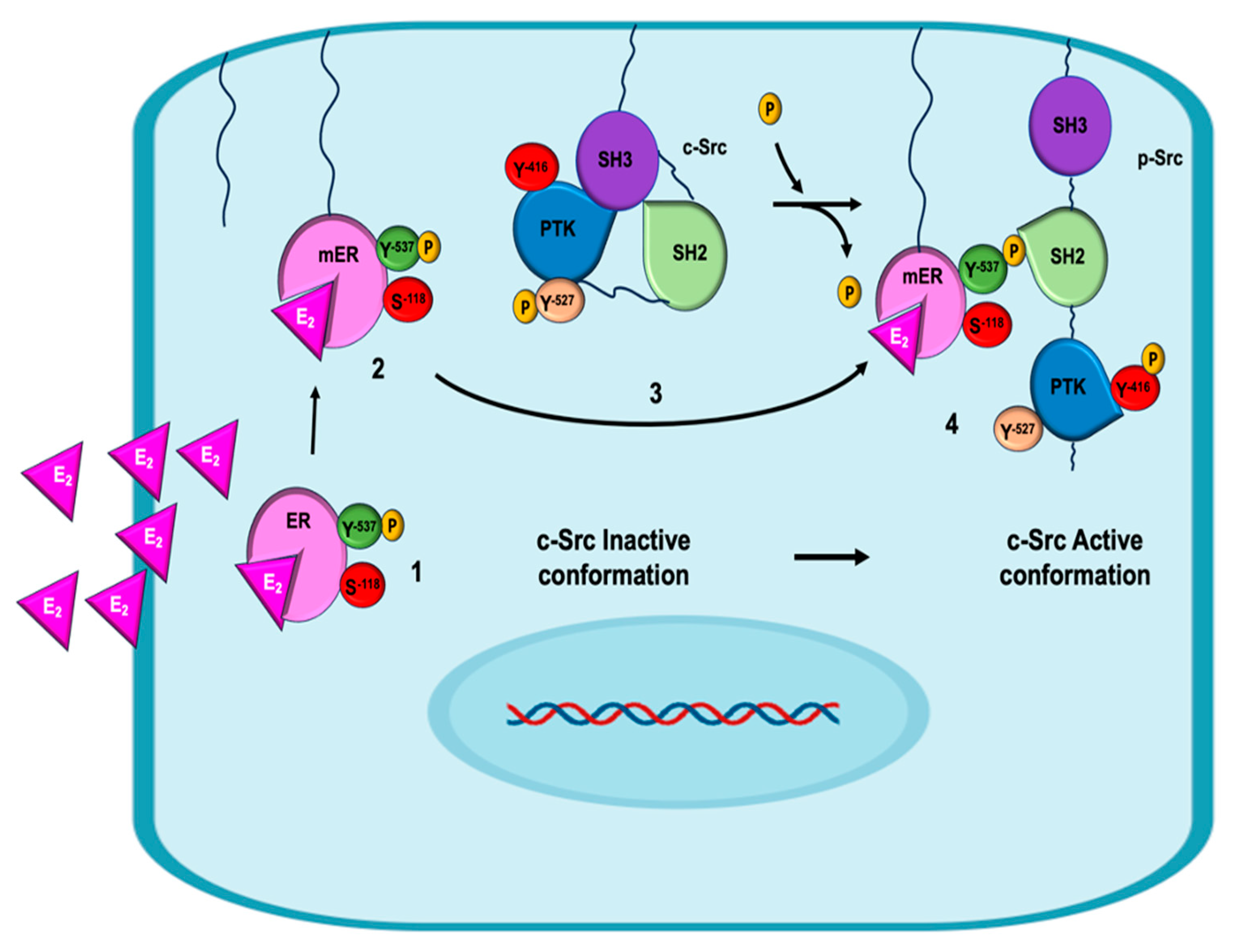 Ijms 26 08589 g003 Ijms 26 08589 g003