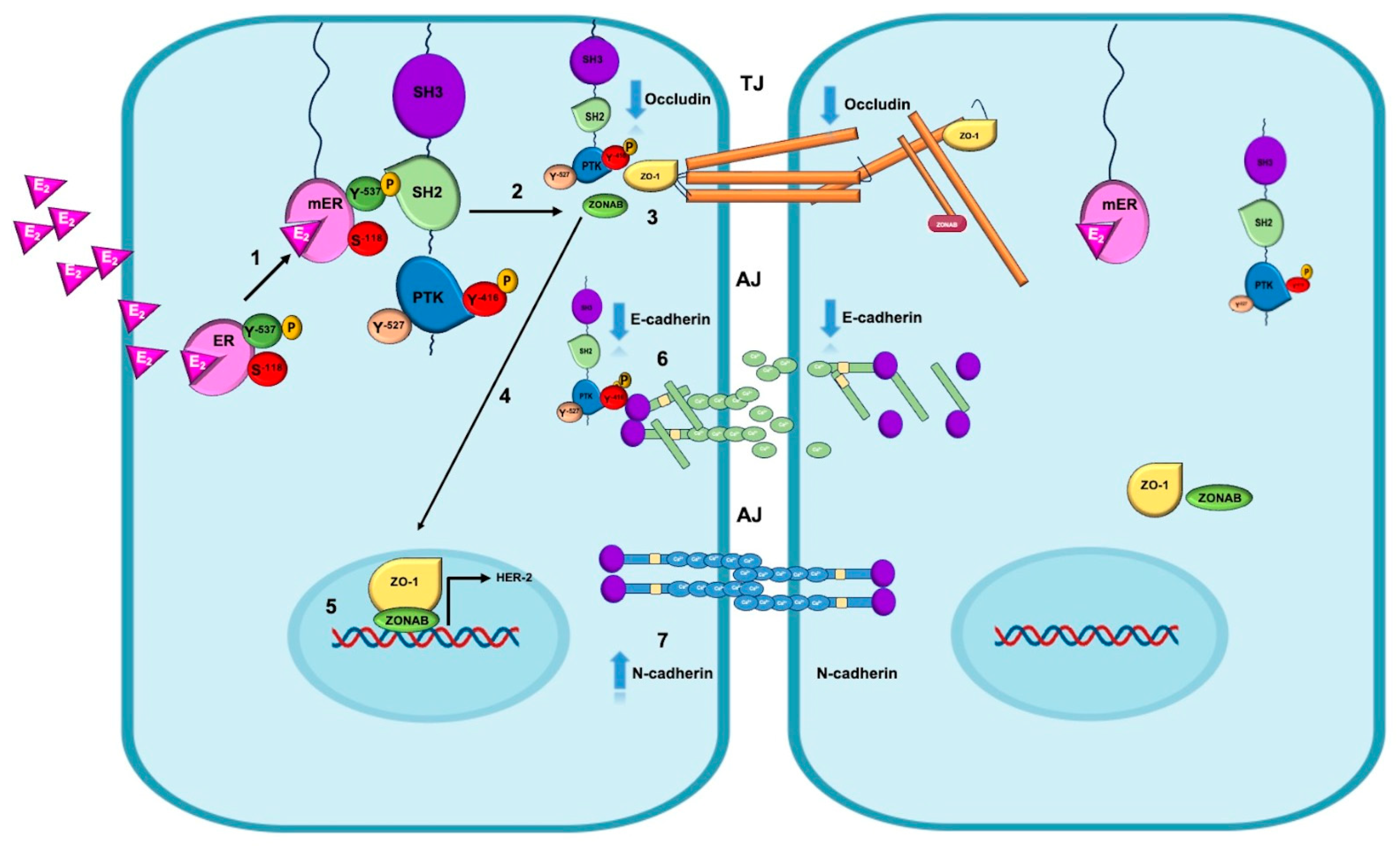 Ijms 26 08589 g004 Ijms 26 08589 g004