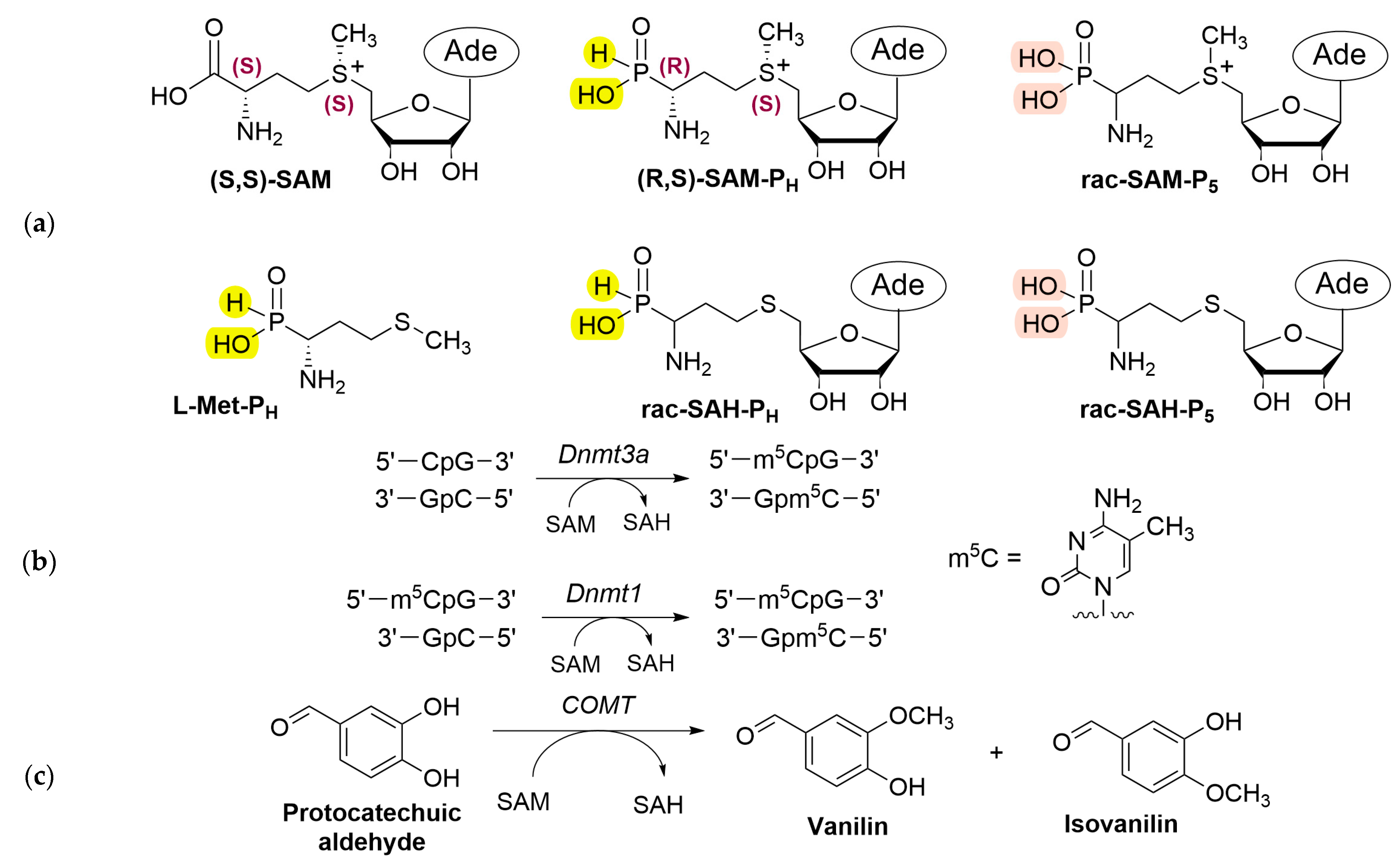 Ijms 26 08590 g001 Ijms 26 08590 g001