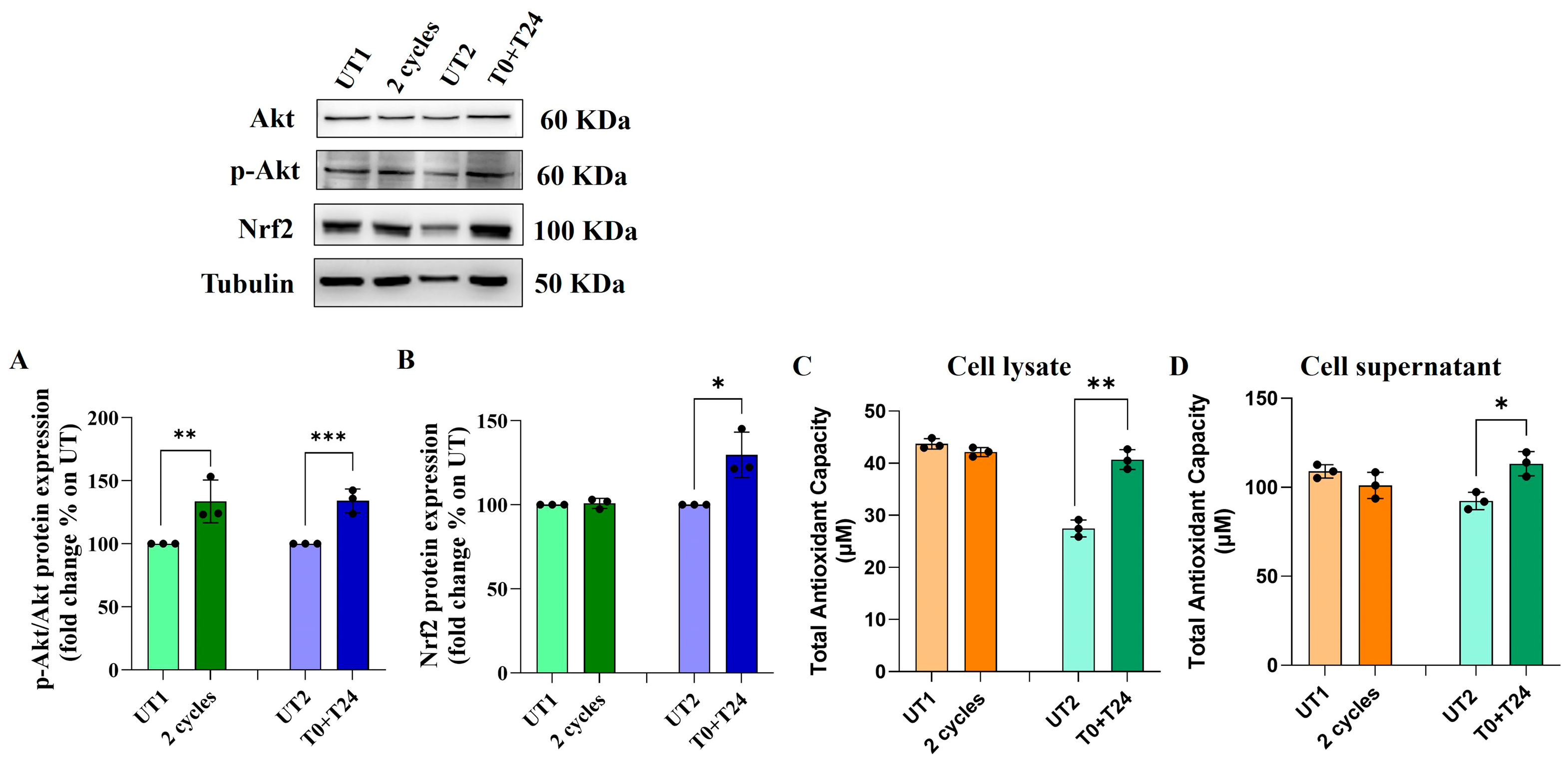 Ijms 26 08600 g006 Ijms 26 08600 g006