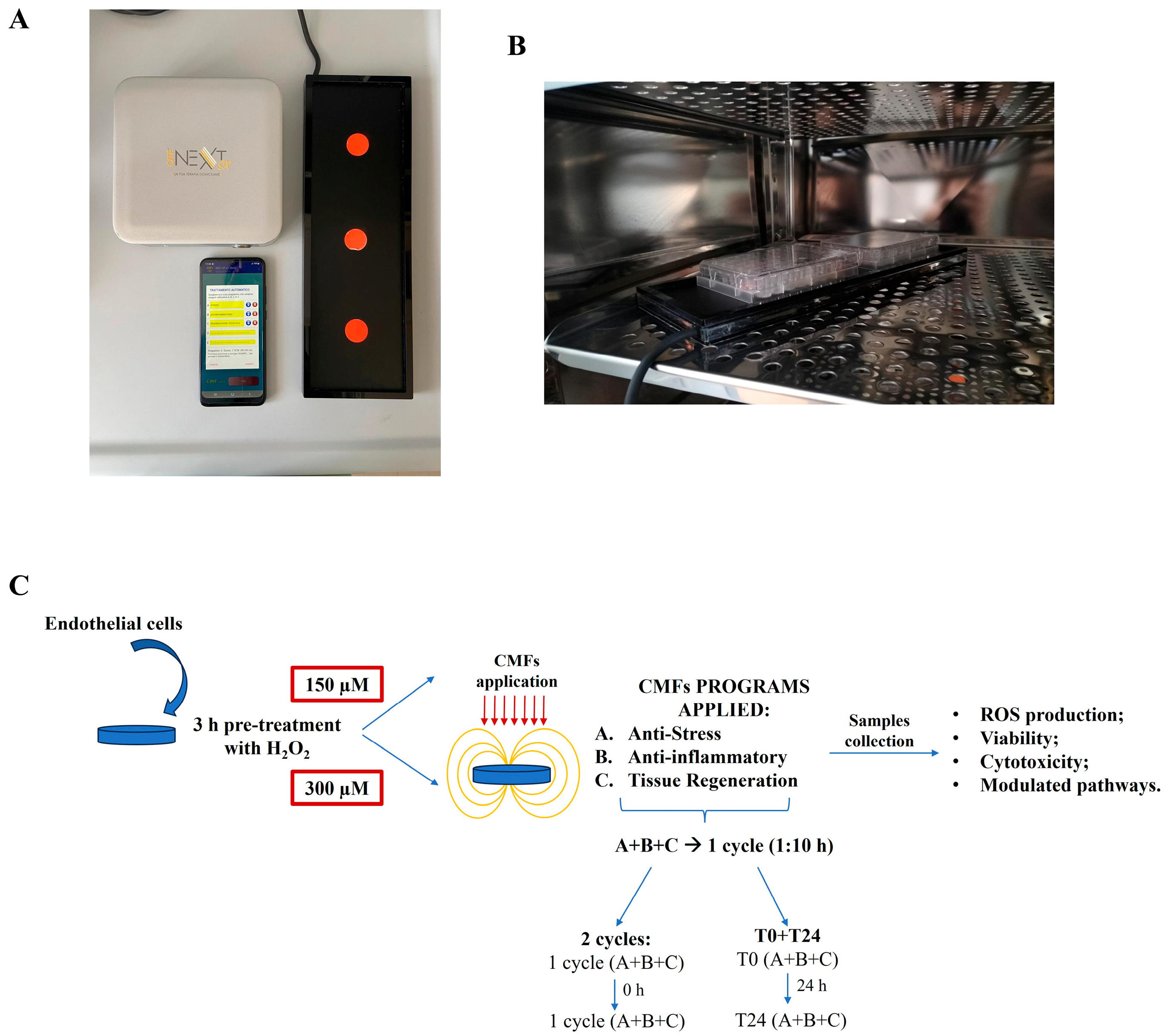 Ijms 26 08600 g007 Ijms 26 08600 g007