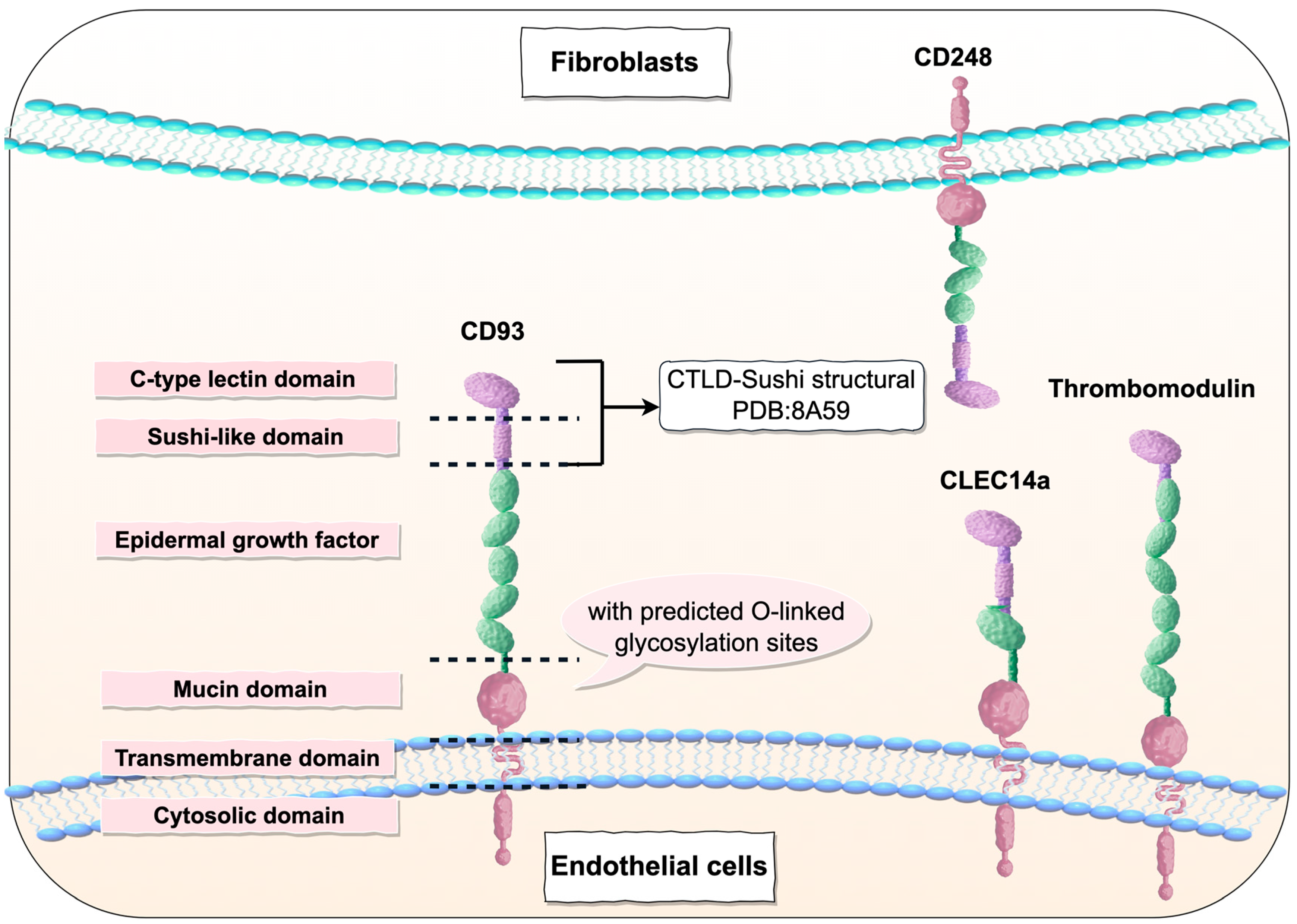 Ijms 26 08617 g001 Ijms 26 08617 g001