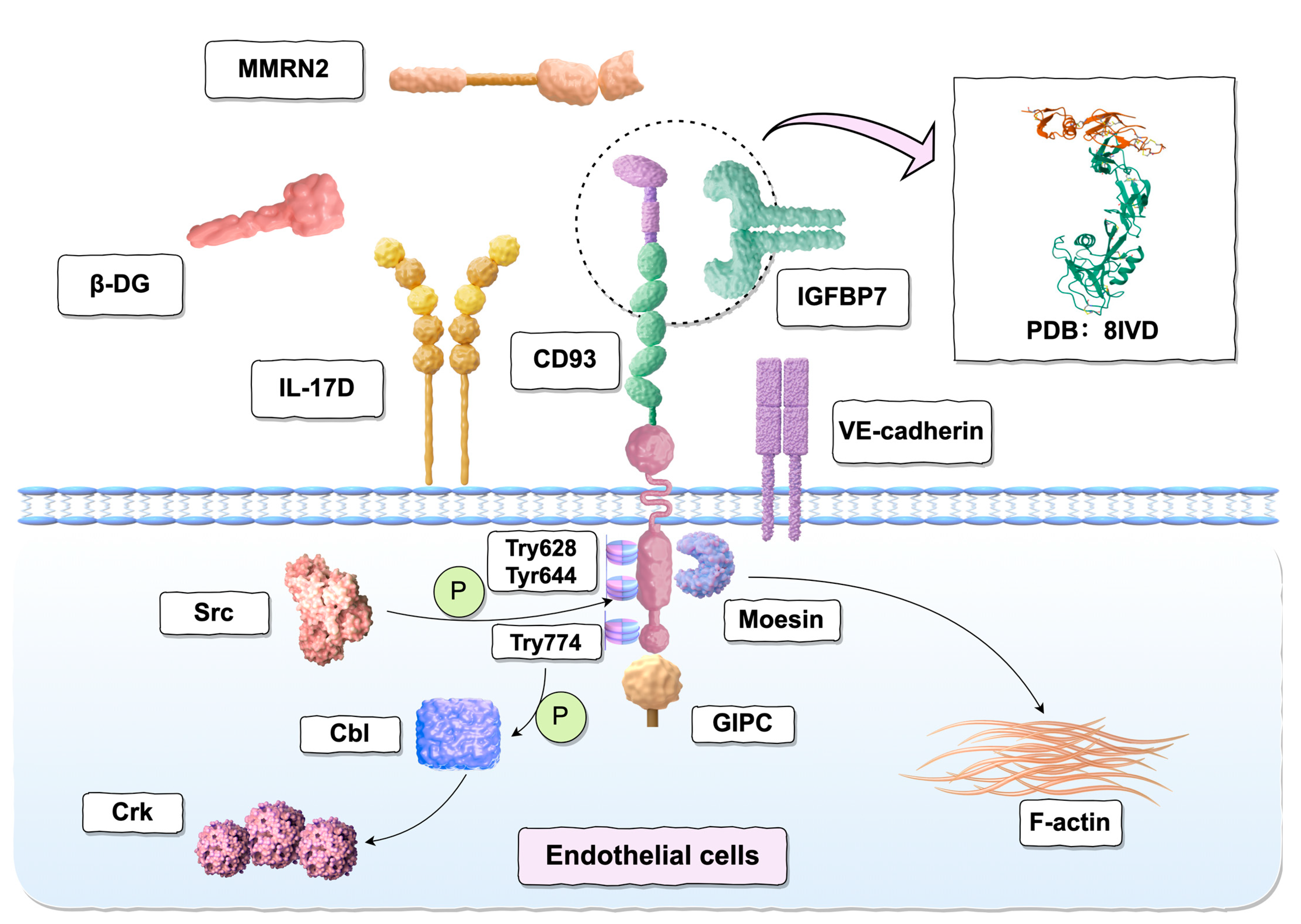 Ijms 26 08617 g002 Ijms 26 08617 g002