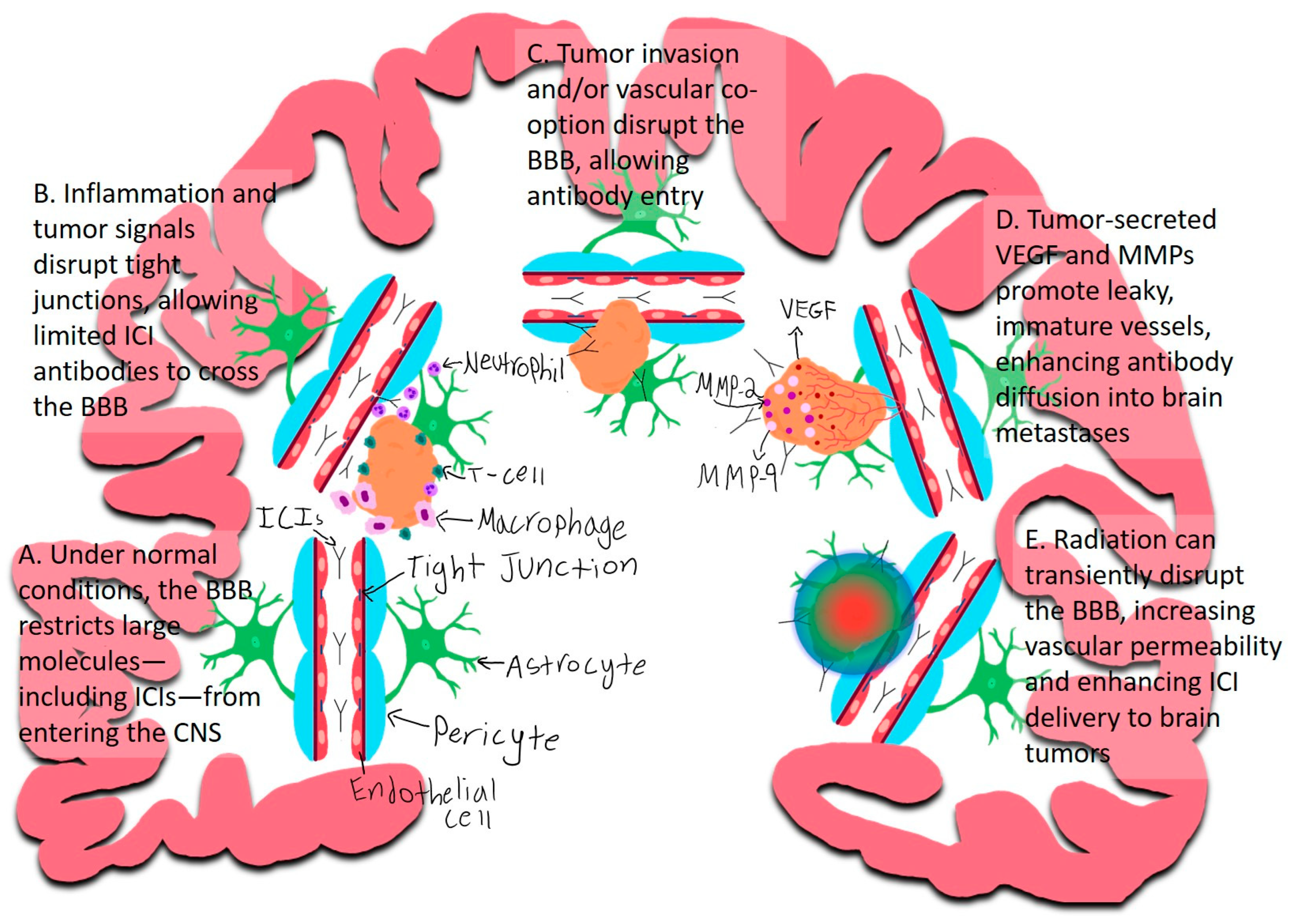 Ijms 26 08624 g002 Ijms 26 08624 g002