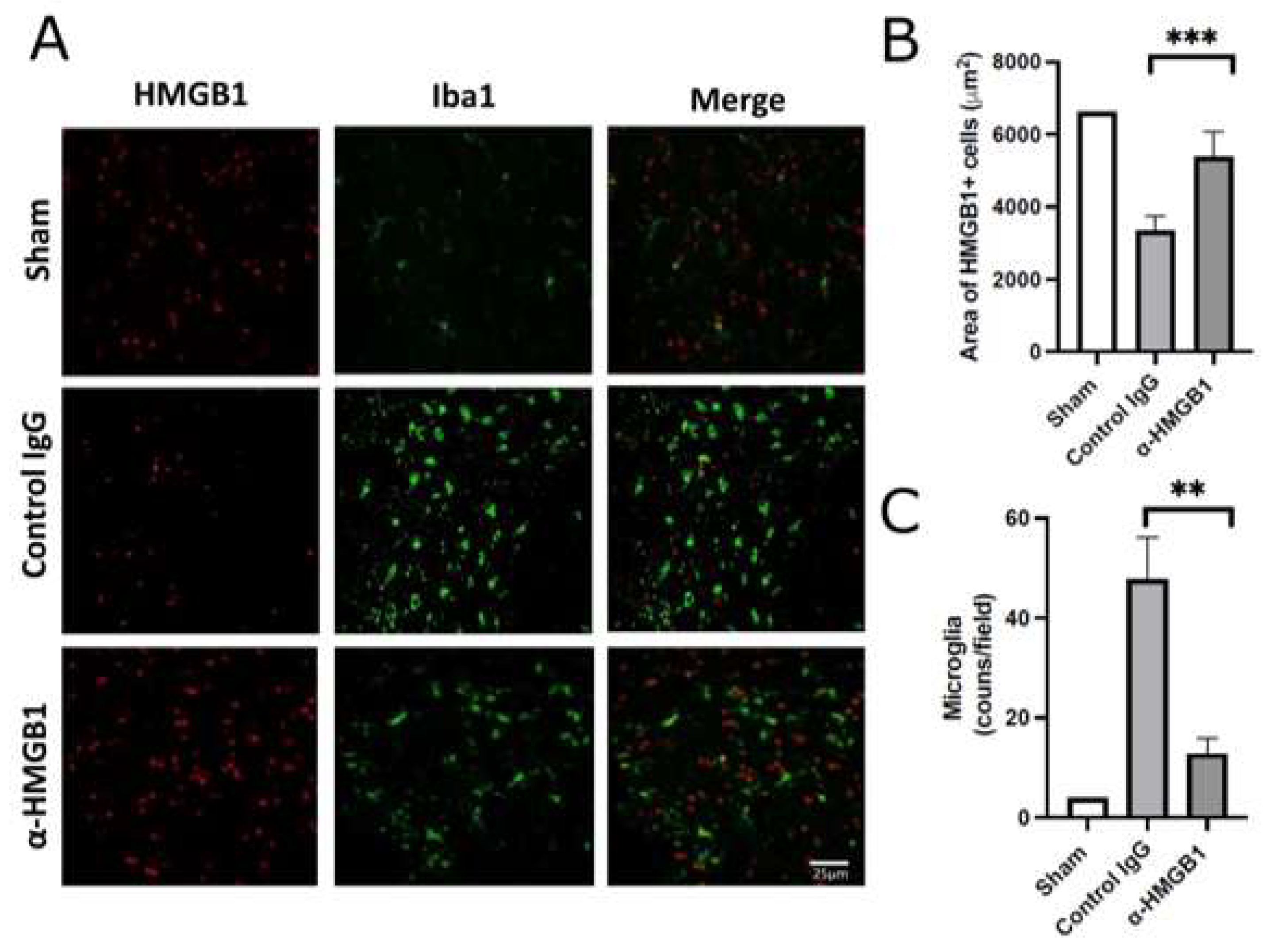 Ijms 26 08643 g005 Ijms 26 08643 g005