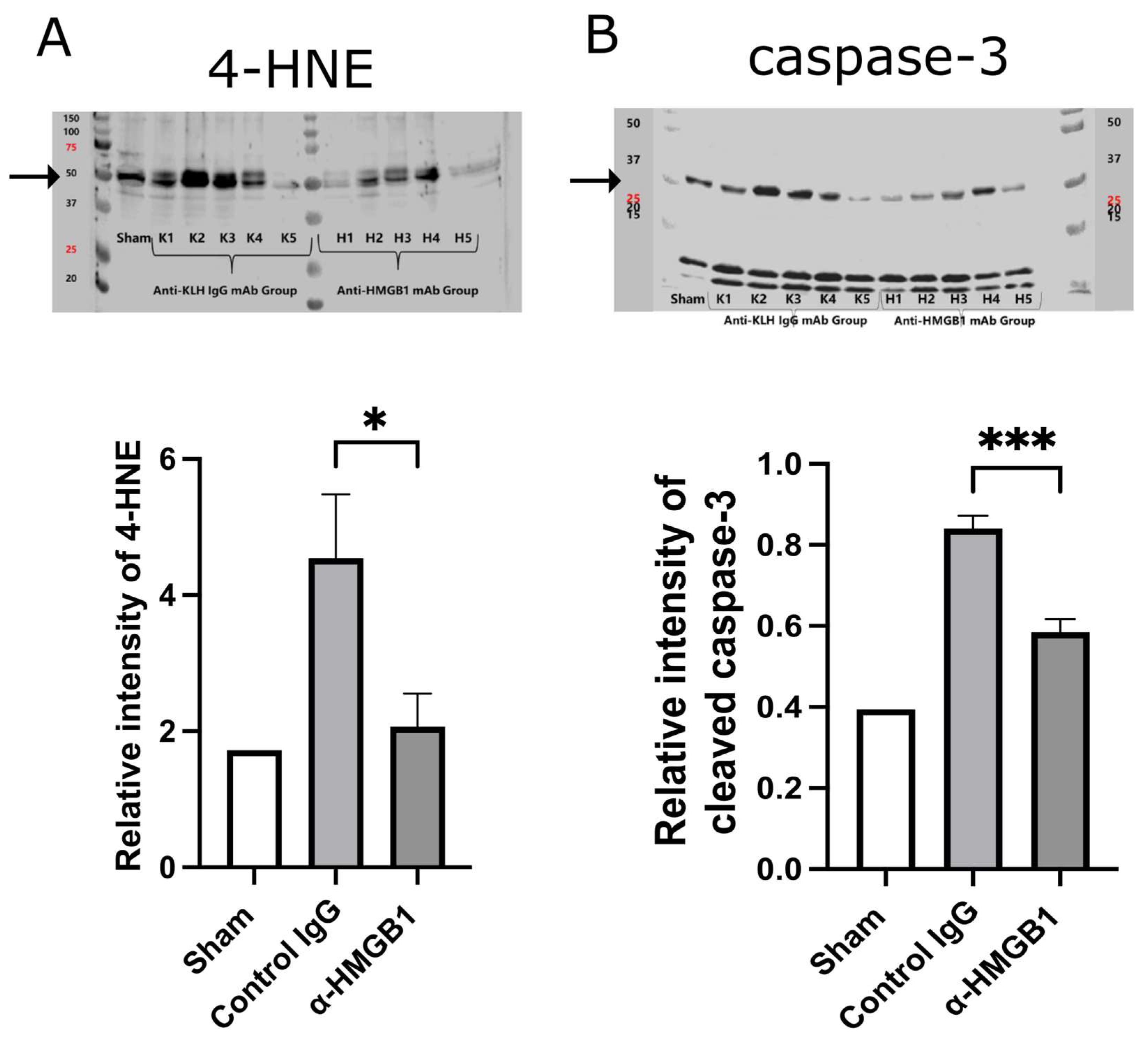 Ijms 26 08643 g007 Ijms 26 08643 g007