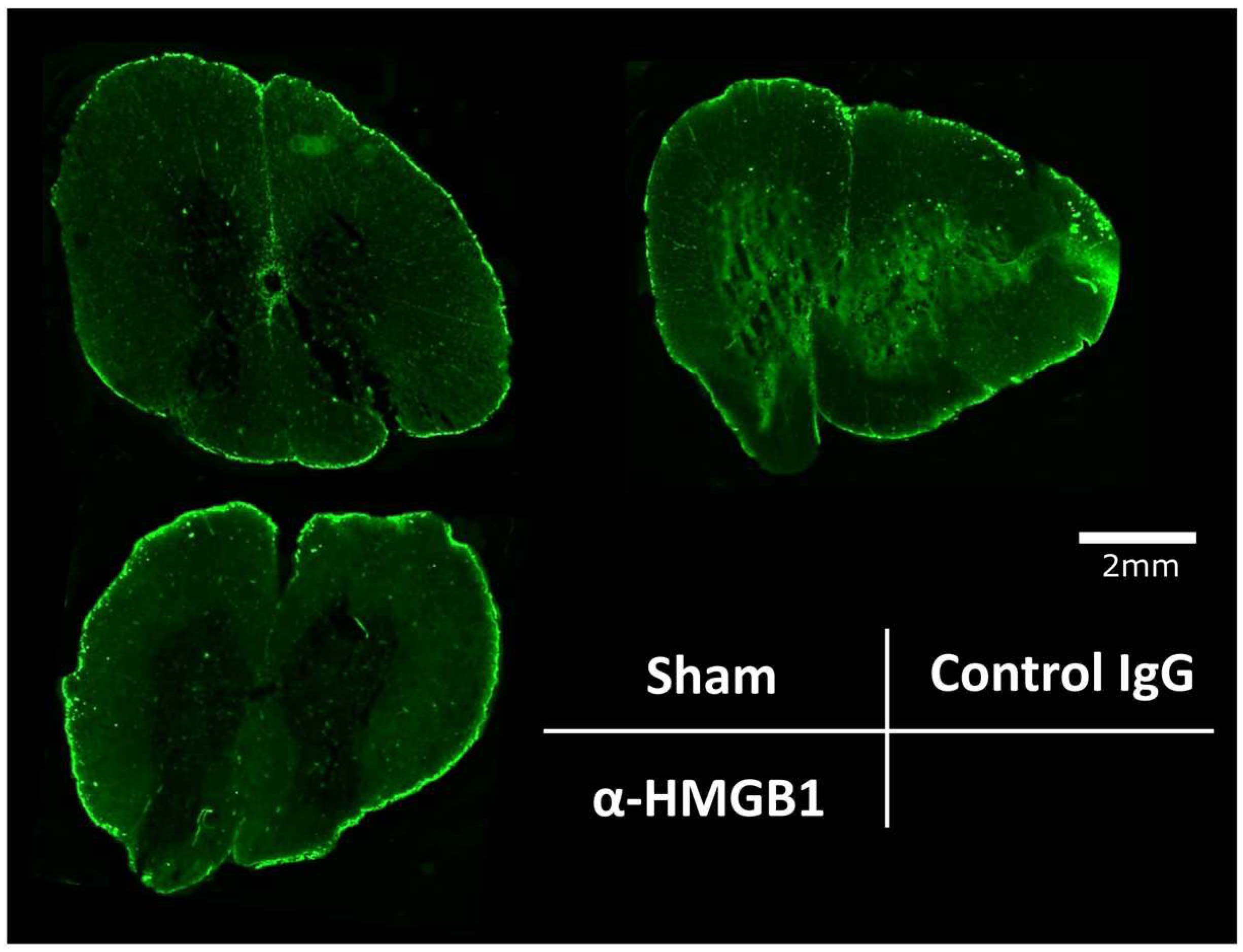 Ijms 26 08643 g008 Ijms 26 08643 g008