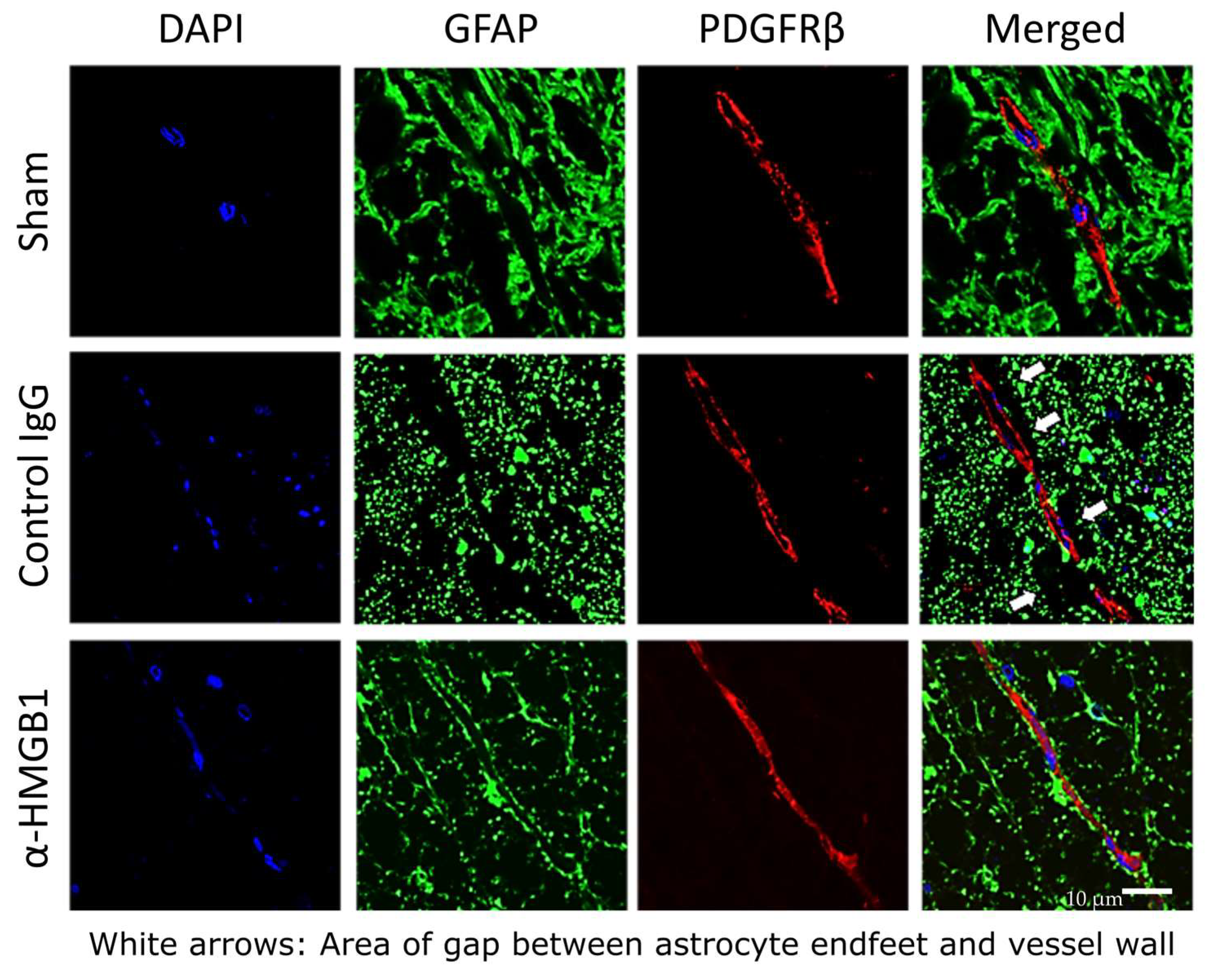 Ijms 26 08643 g009 Ijms 26 08643 g009