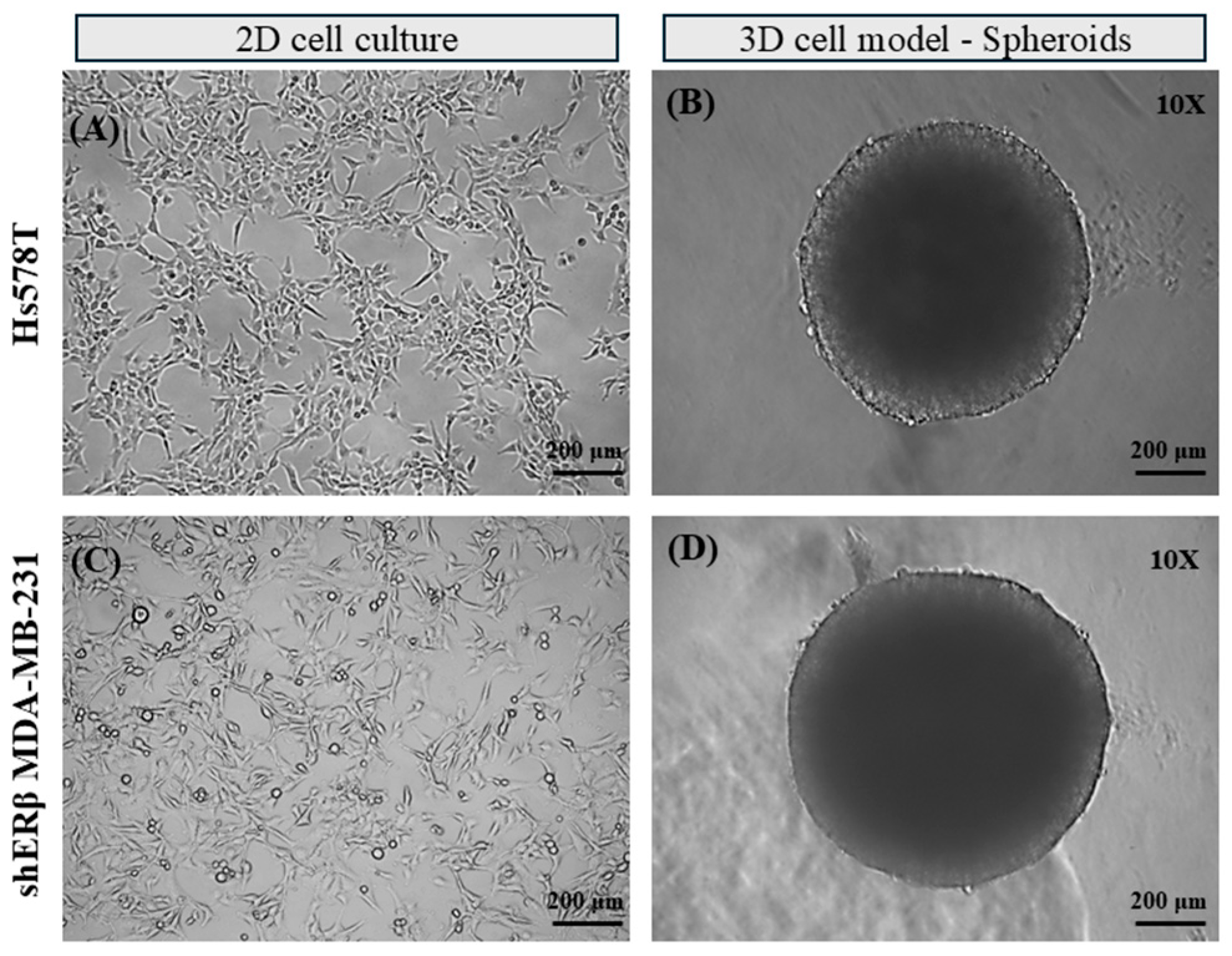 Ijms 26 08665 g001 Ijms 26 08665 g001