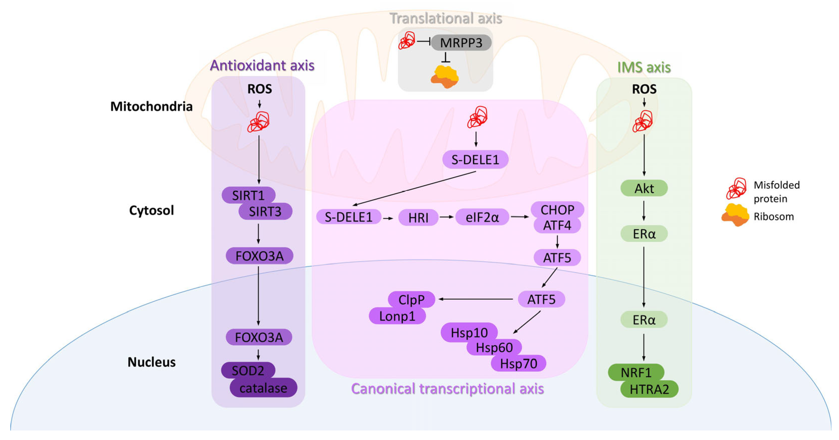 Ijms 26 08693 g001 Ijms 26 08693 g001