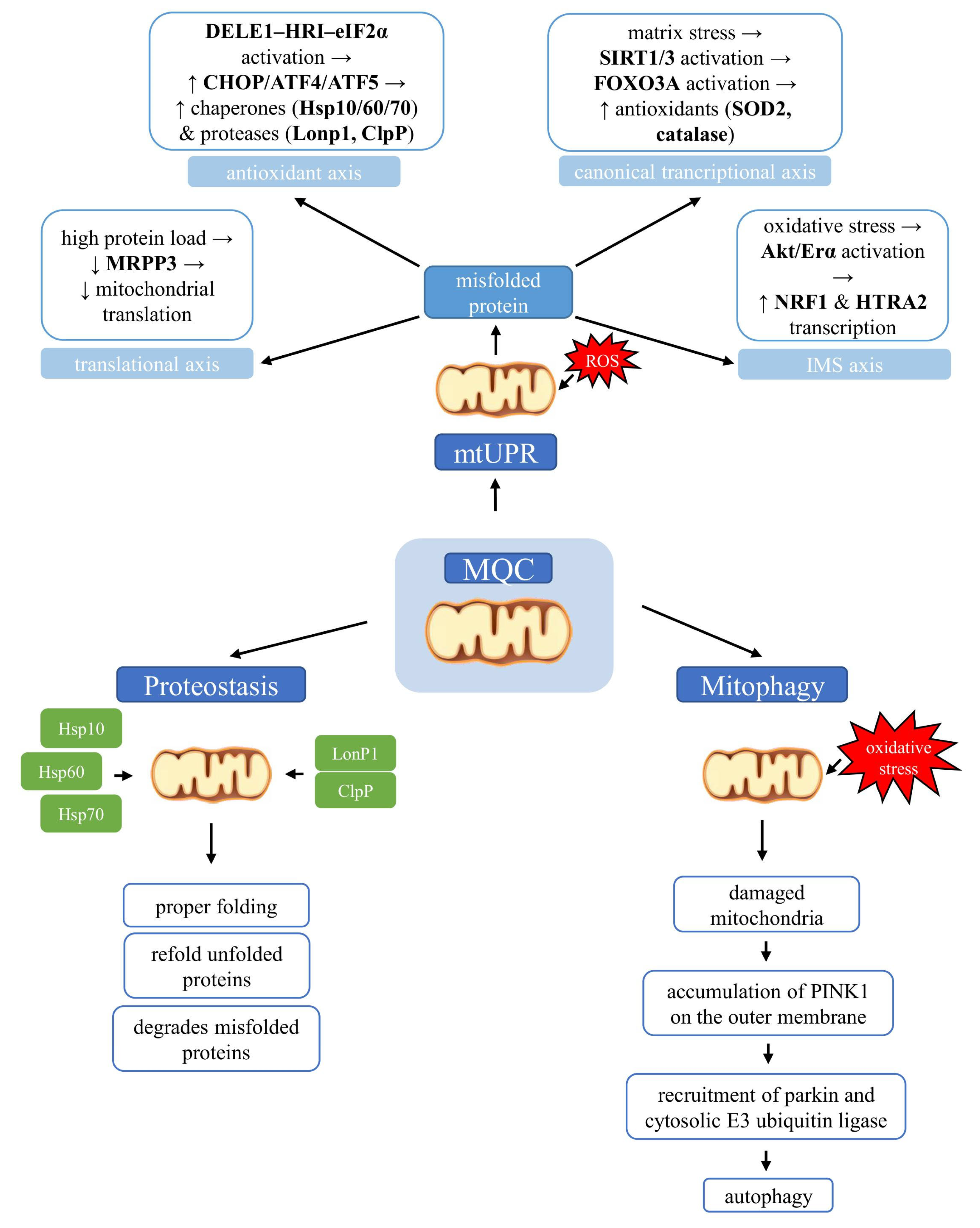 Ijms 26 08693 g002 Ijms 26 08693 g002