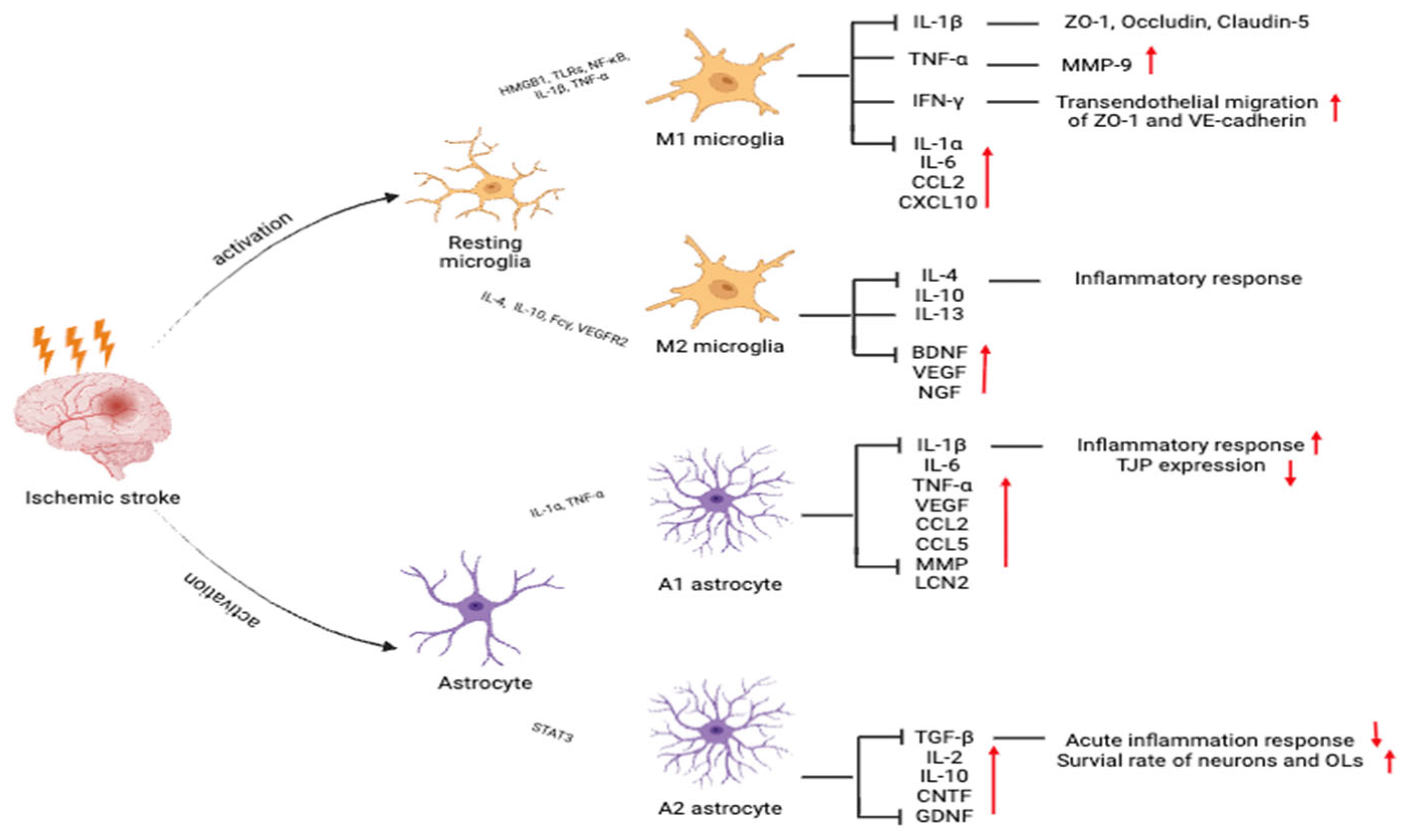 Ijms 26 08708 g002 Ijms 26 08708 g002