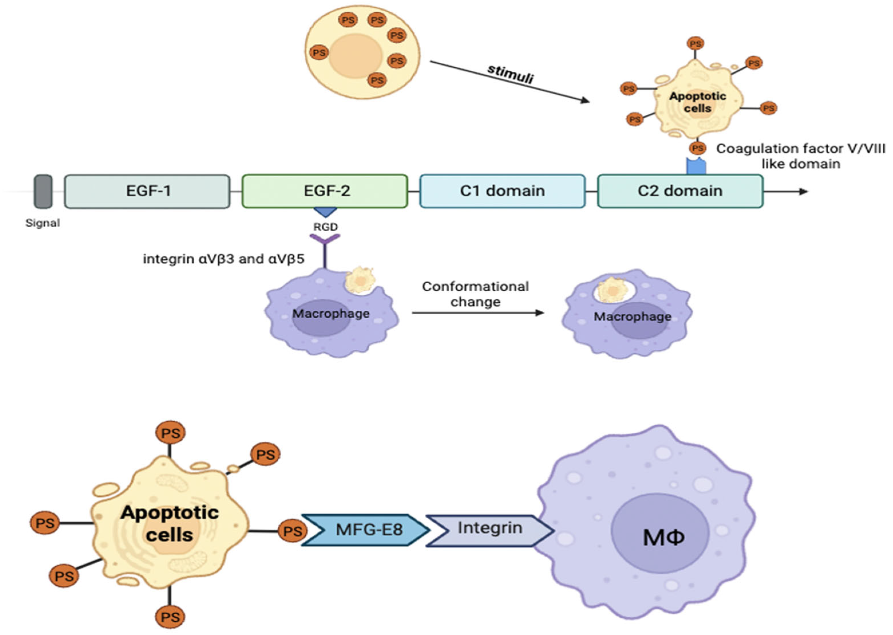 Ijms 26 08708 g003 Ijms 26 08708 g003