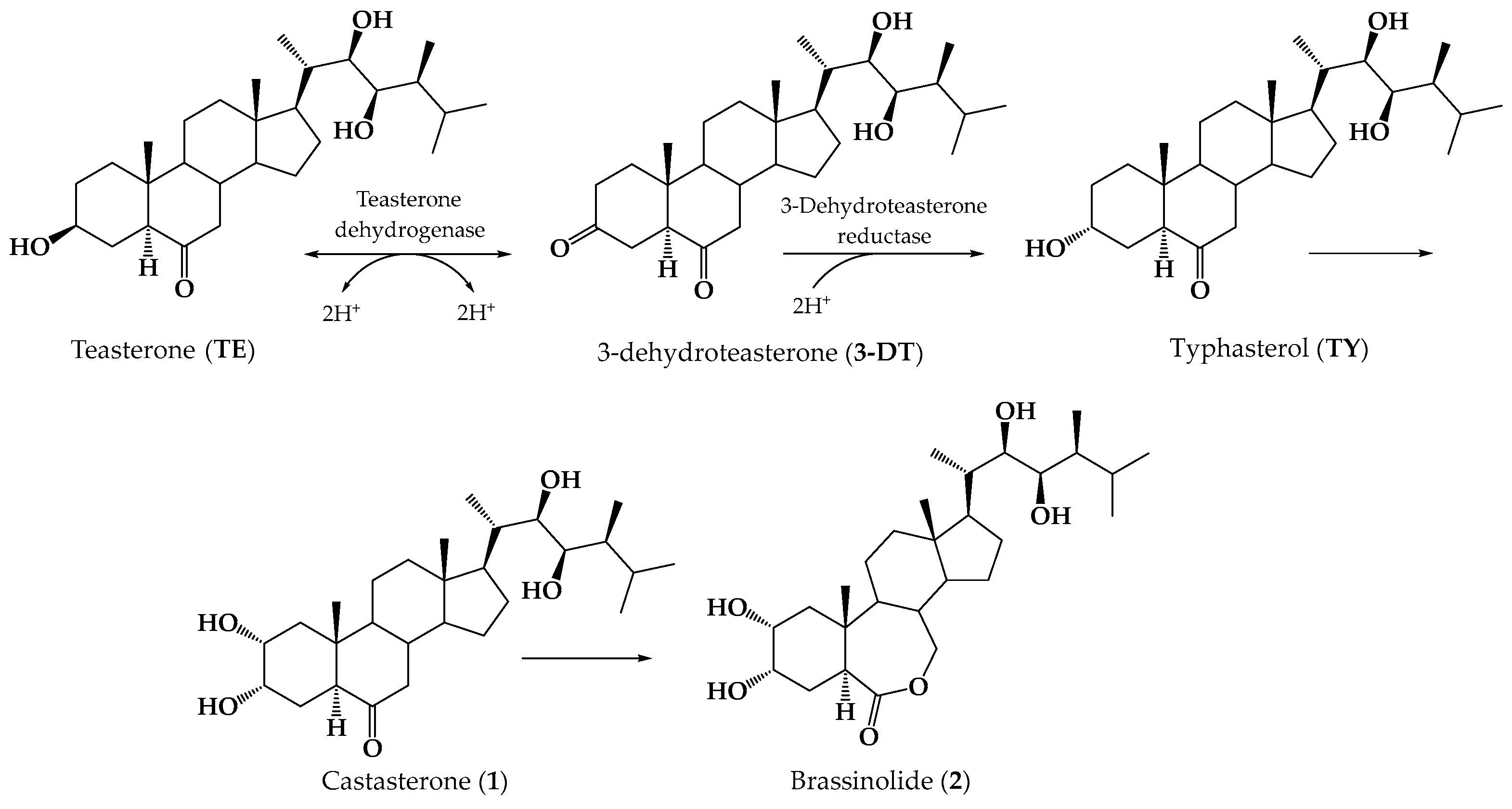 Ijms 26 08710 g001 Ijms 26 08710 g001