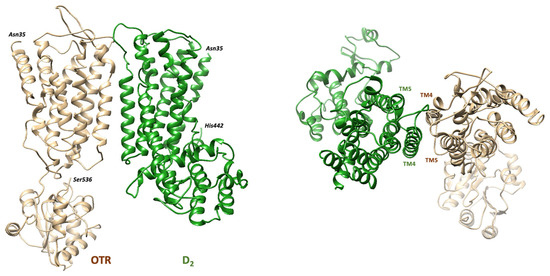 Interaction Between Oxytocin and Dopamine Signaling: Focus on the