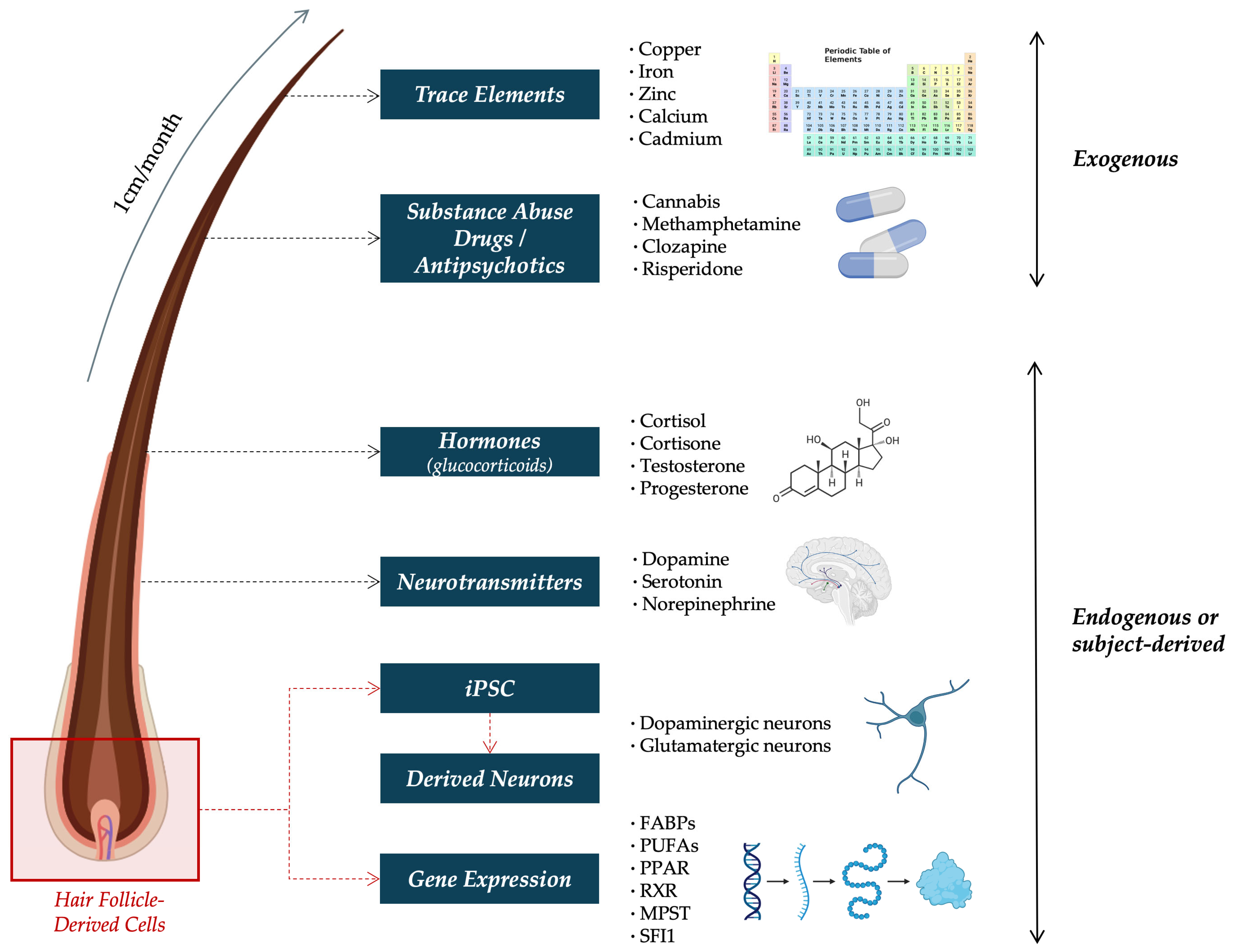 Ijms 26 08718 g001 Ijms 26 08718 g001