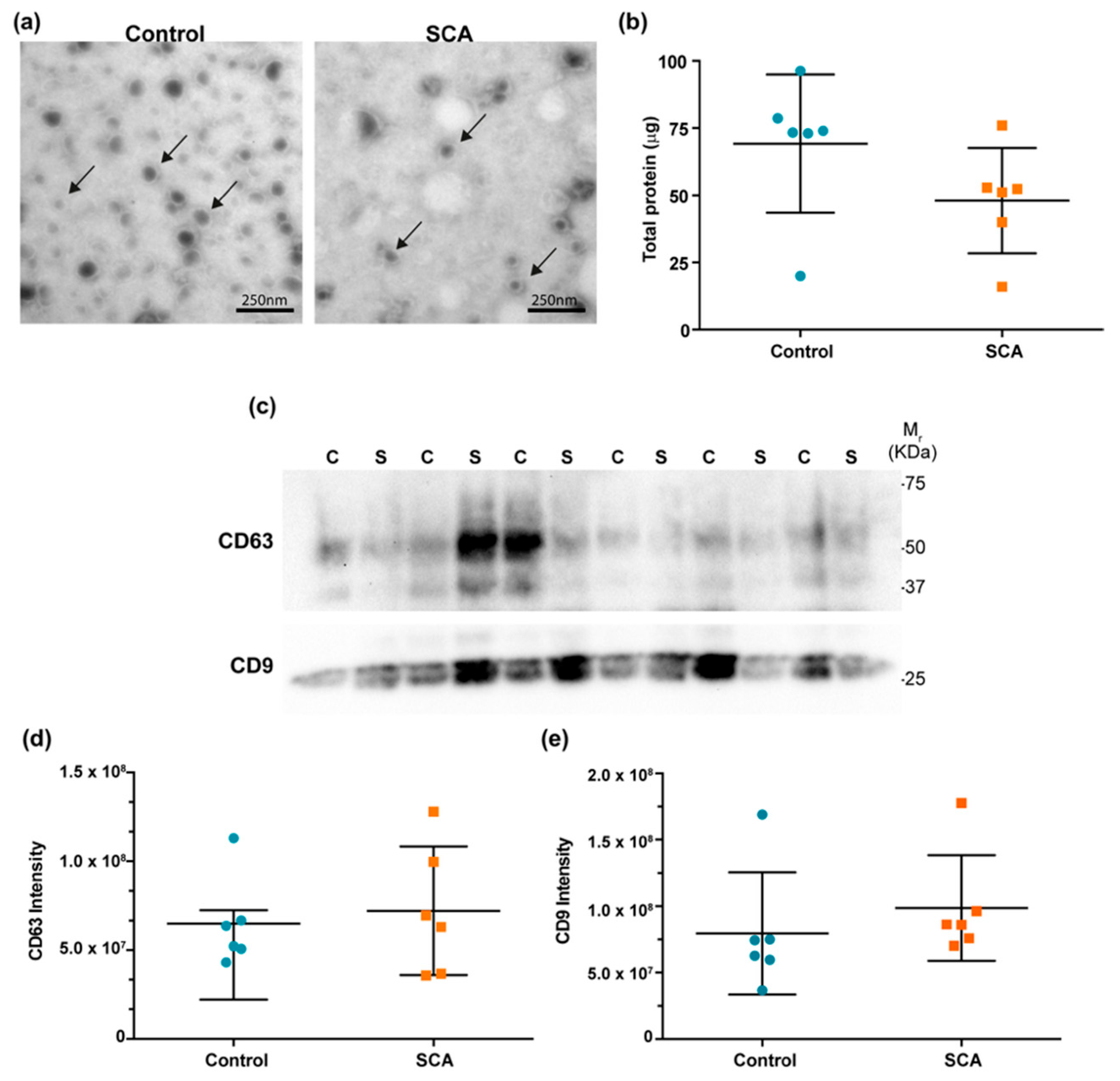 Ijms 26 08727 g001 Ijms 26 08727 g001