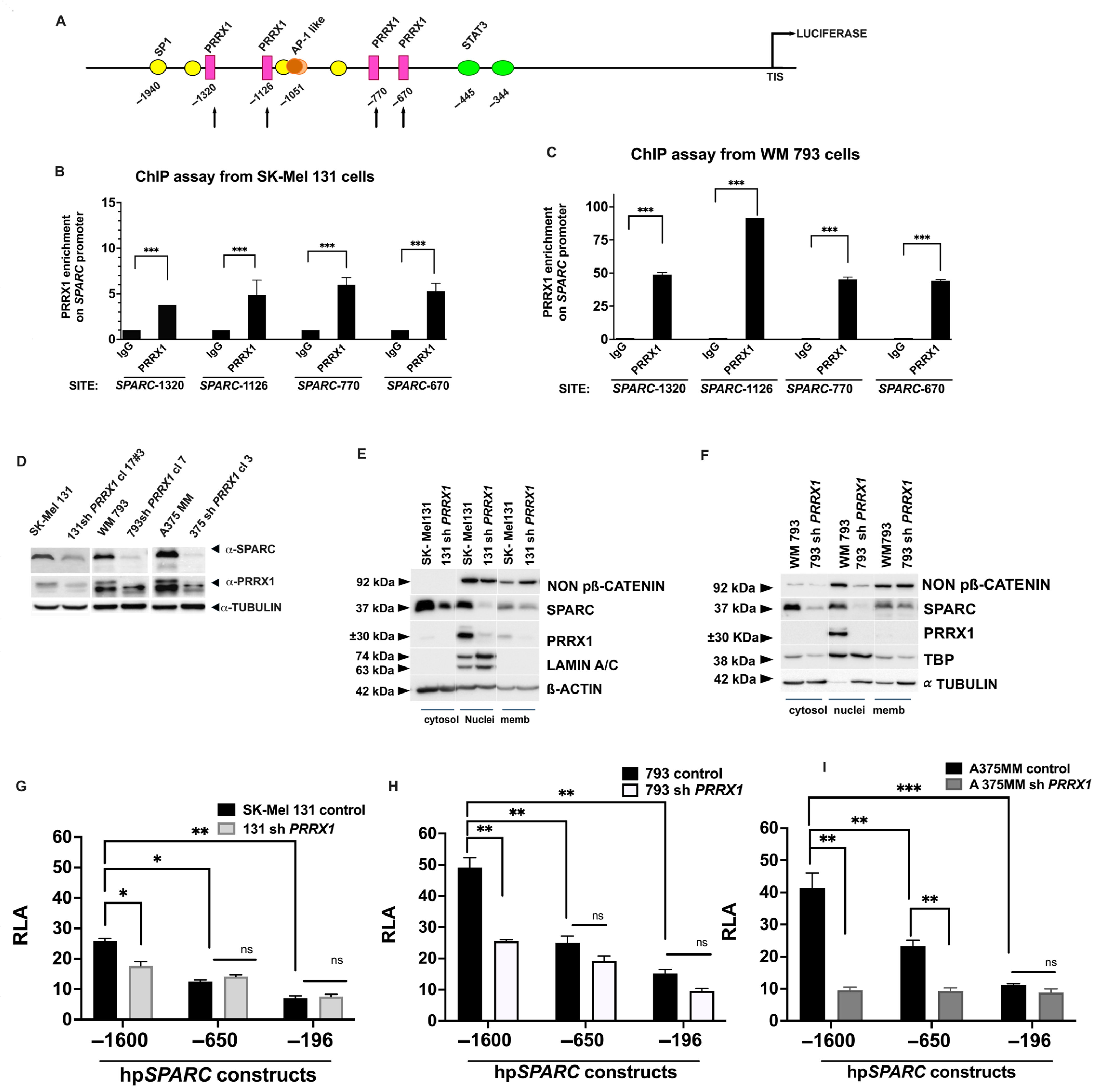 Ijms 26 08743 g003 Ijms 26 08743 g003