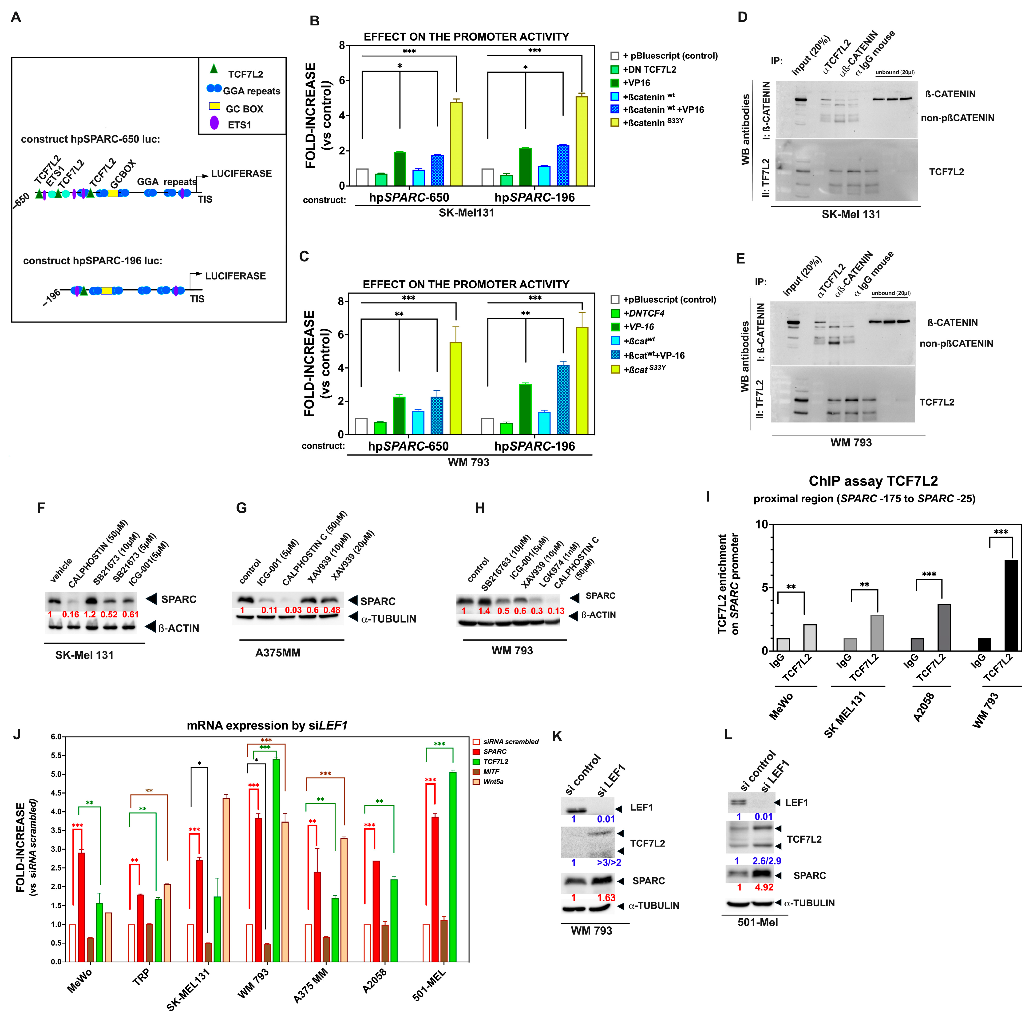 Ijms 26 08743 g005 Ijms 26 08743 g005