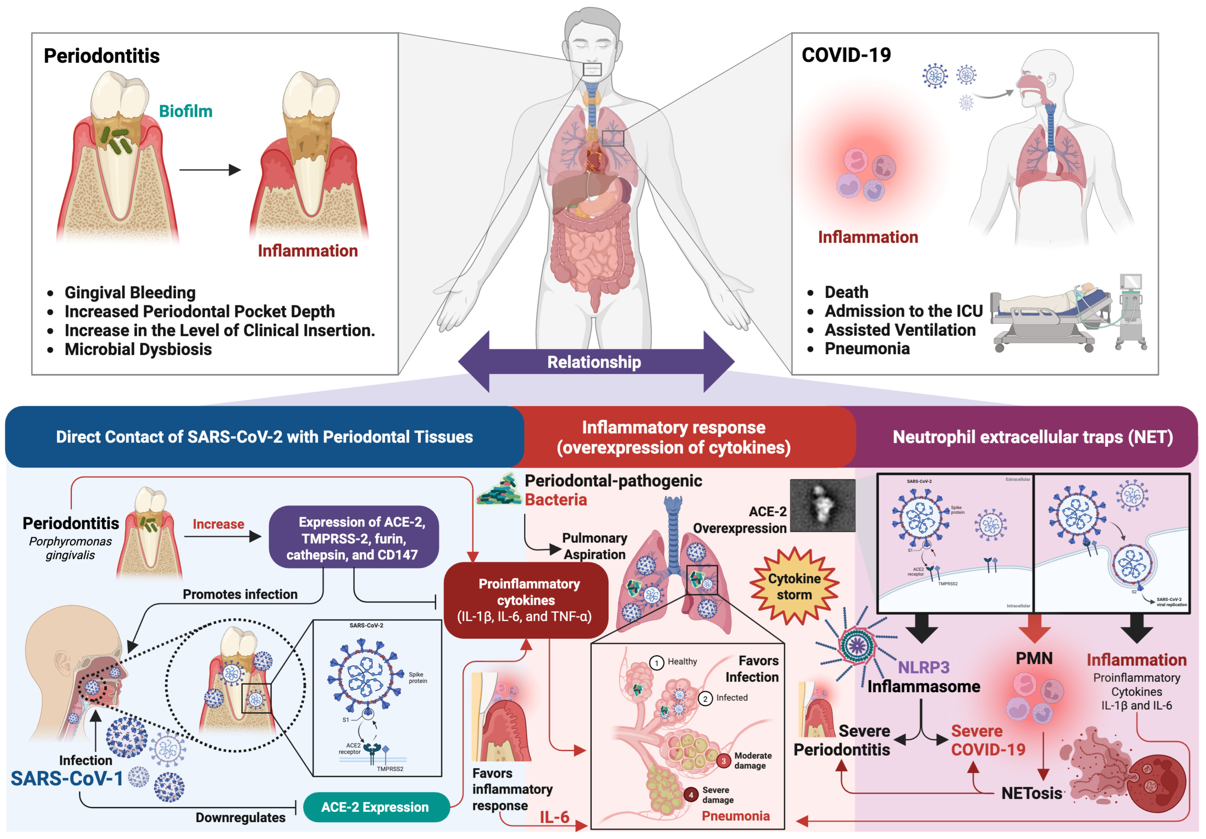 Ijms 26 08756 g003 Ijms 26 08756 g003