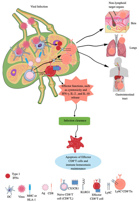Cytotoxic T Cells: Kill, Memorize, and Mask to Maintain Immune