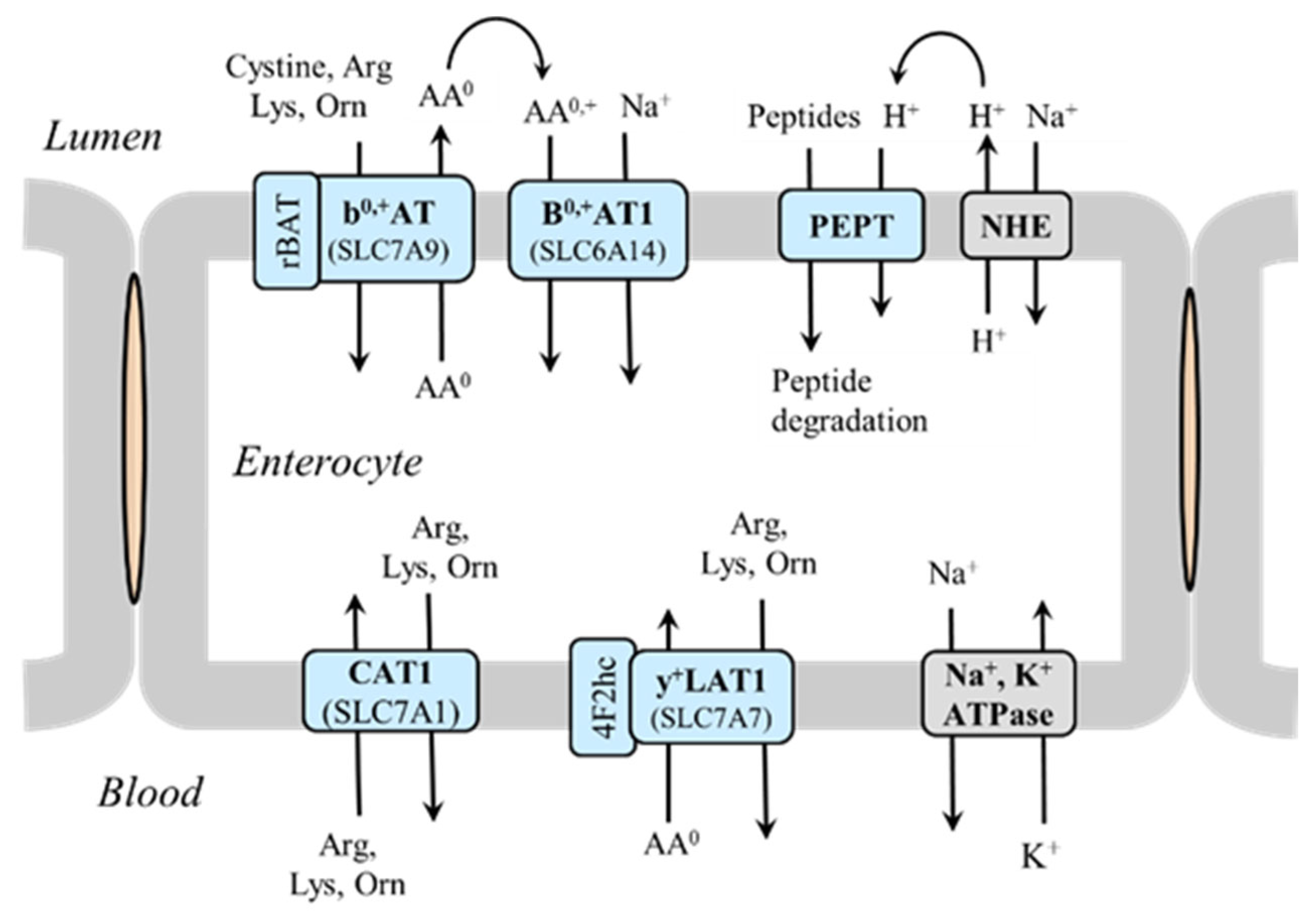 Ijms 26 08791 g001 Ijms 26 08791 g001