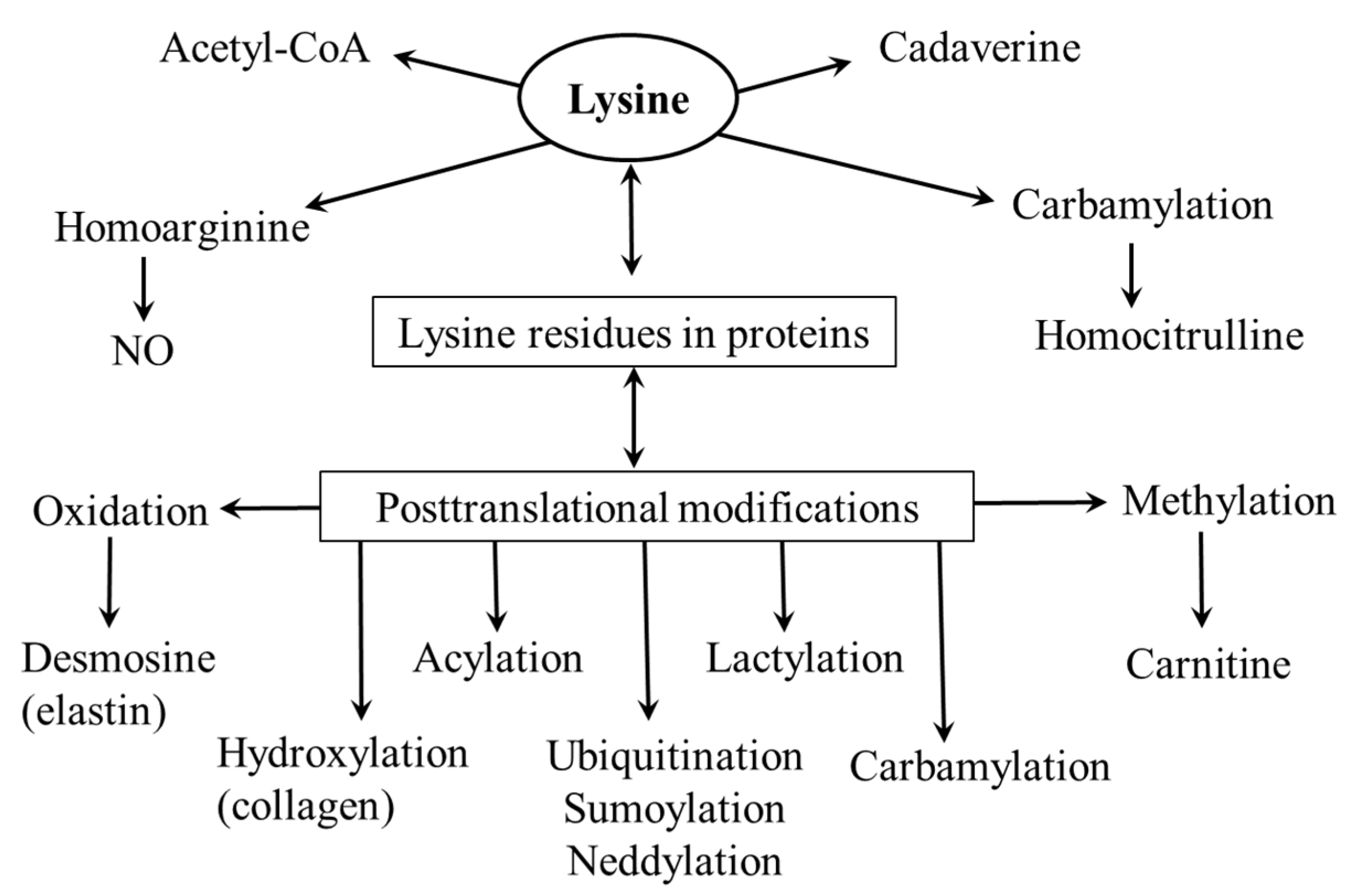 Ijms 26 08791 g003 Ijms 26 08791 g003