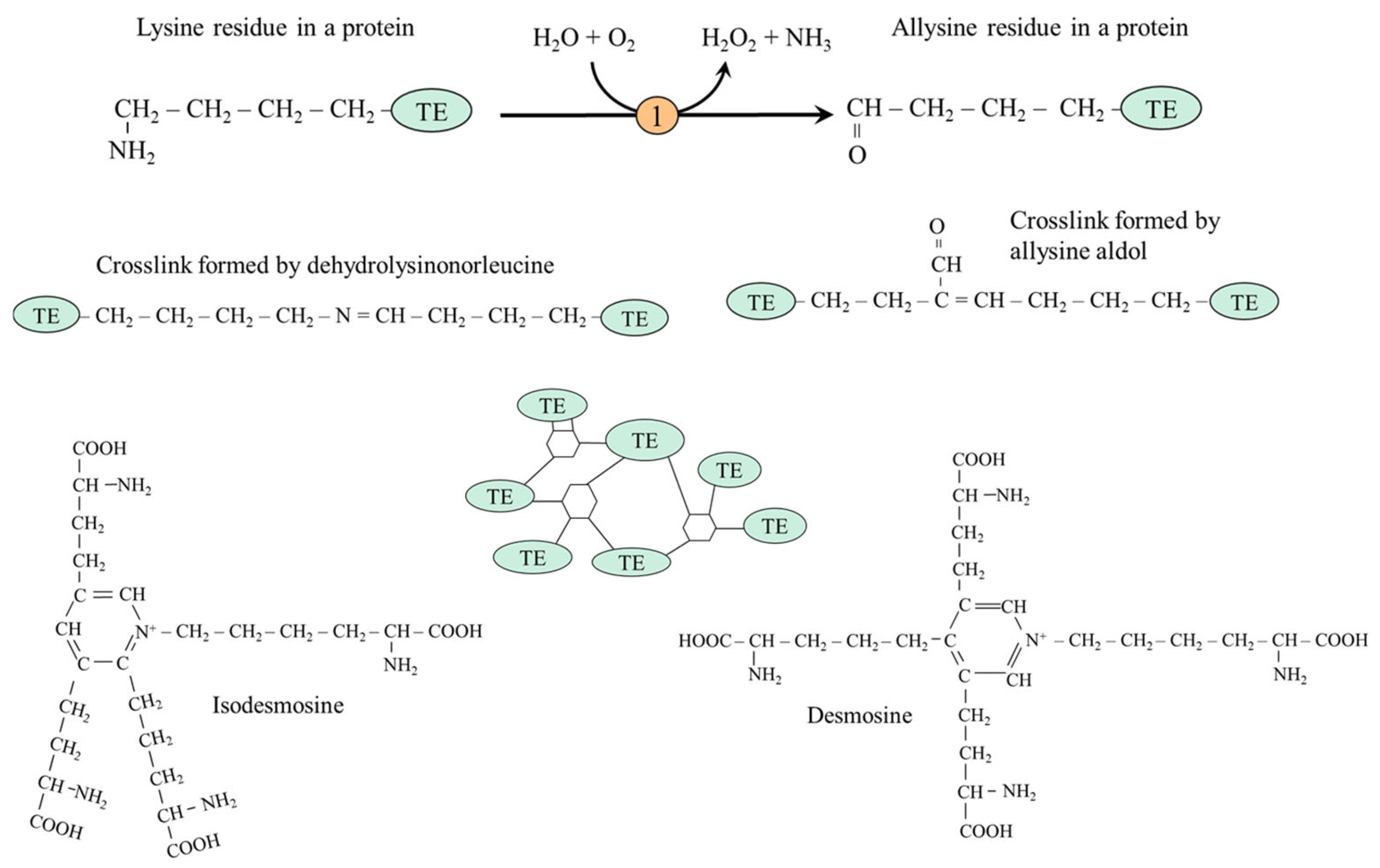 Ijms 26 08791 g004 Ijms 26 08791 g004