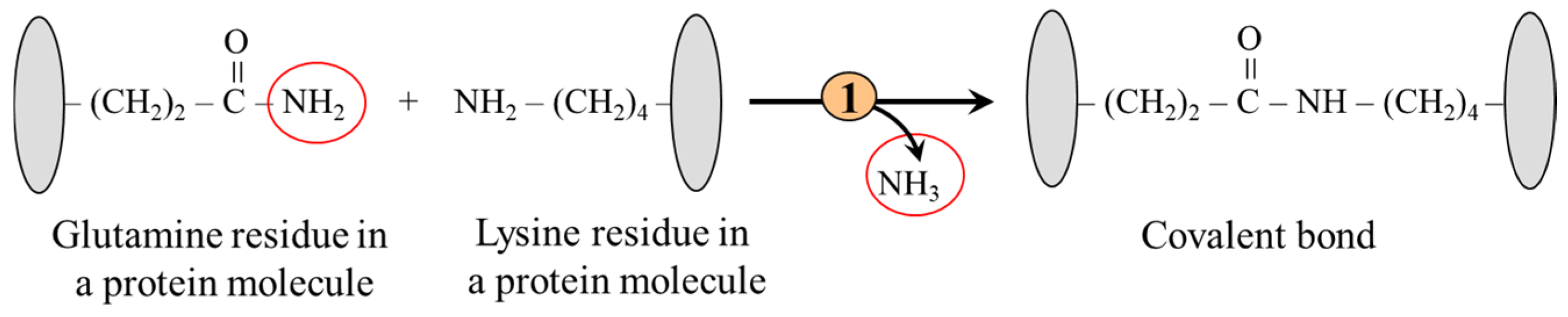 Ijms 26 08791 g006 Ijms 26 08791 g006