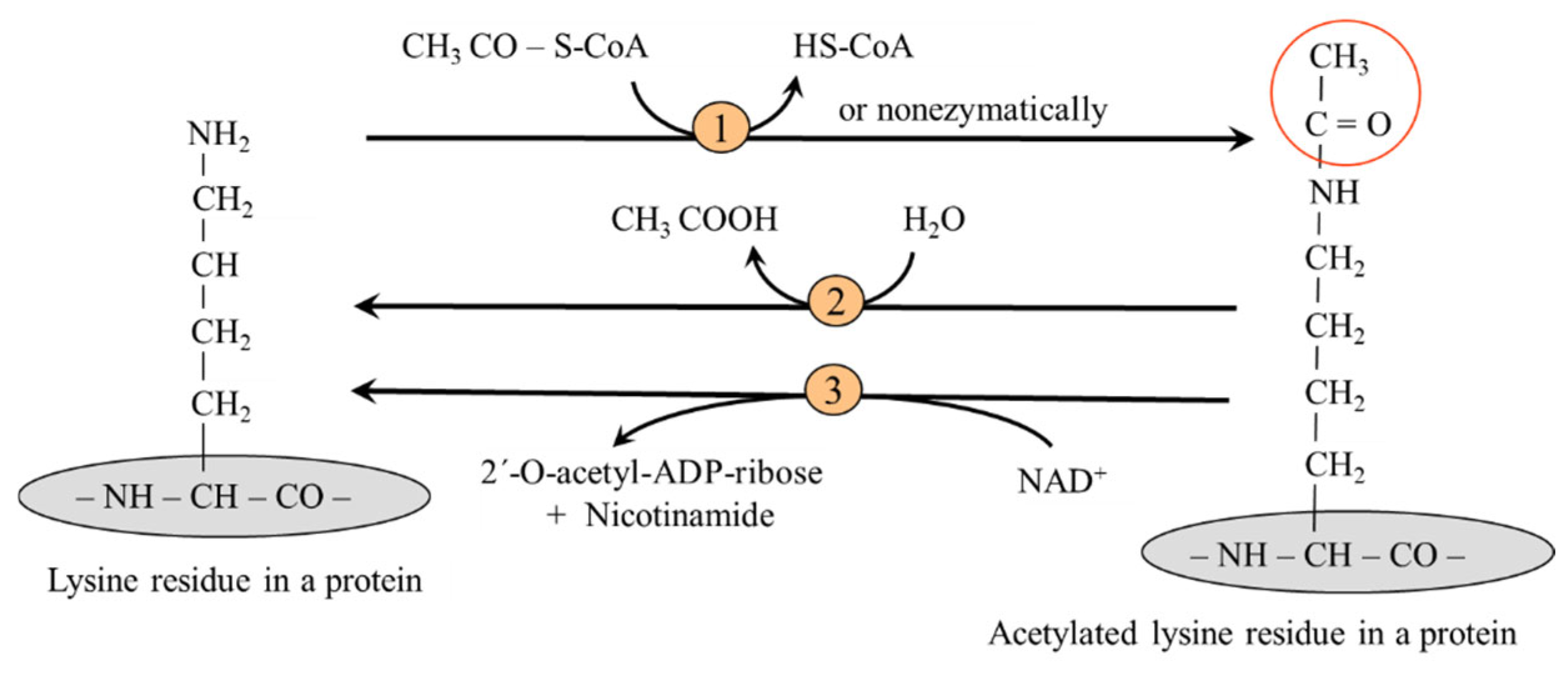 Ijms 26 08791 g007 Ijms 26 08791 g007