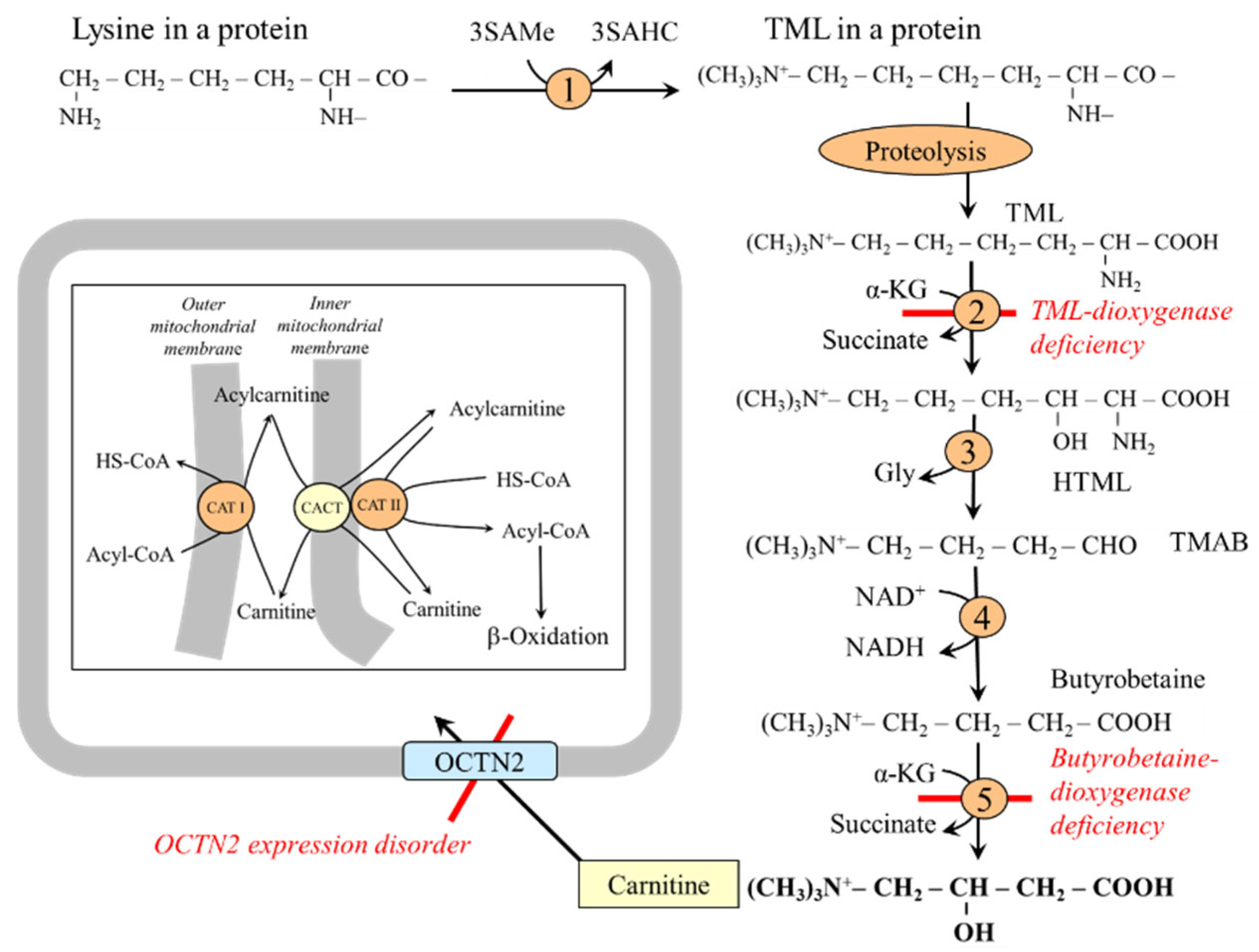 Ijms 26 08791 g010 Ijms 26 08791 g010