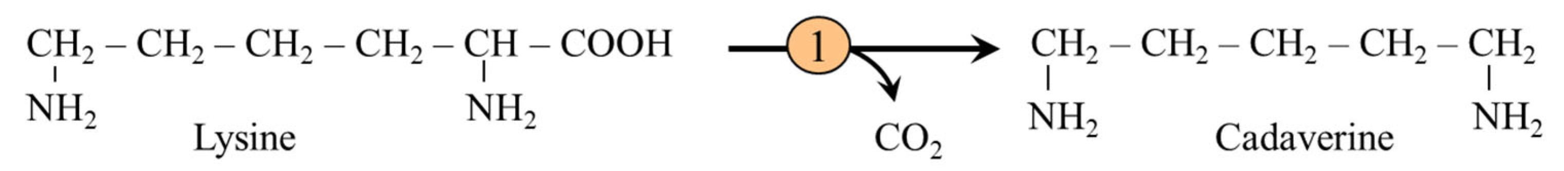 Ijms 26 08791 g011 Ijms 26 08791 g011