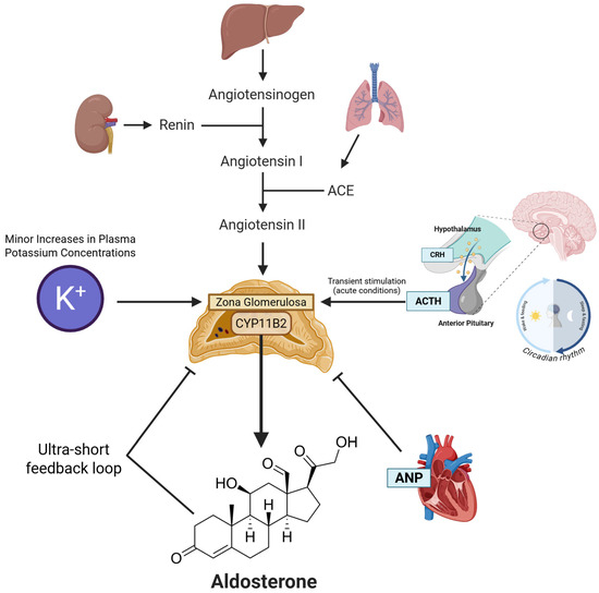 まとめ　A K Frontiers | Disulfidptosis: a new target for central nervous