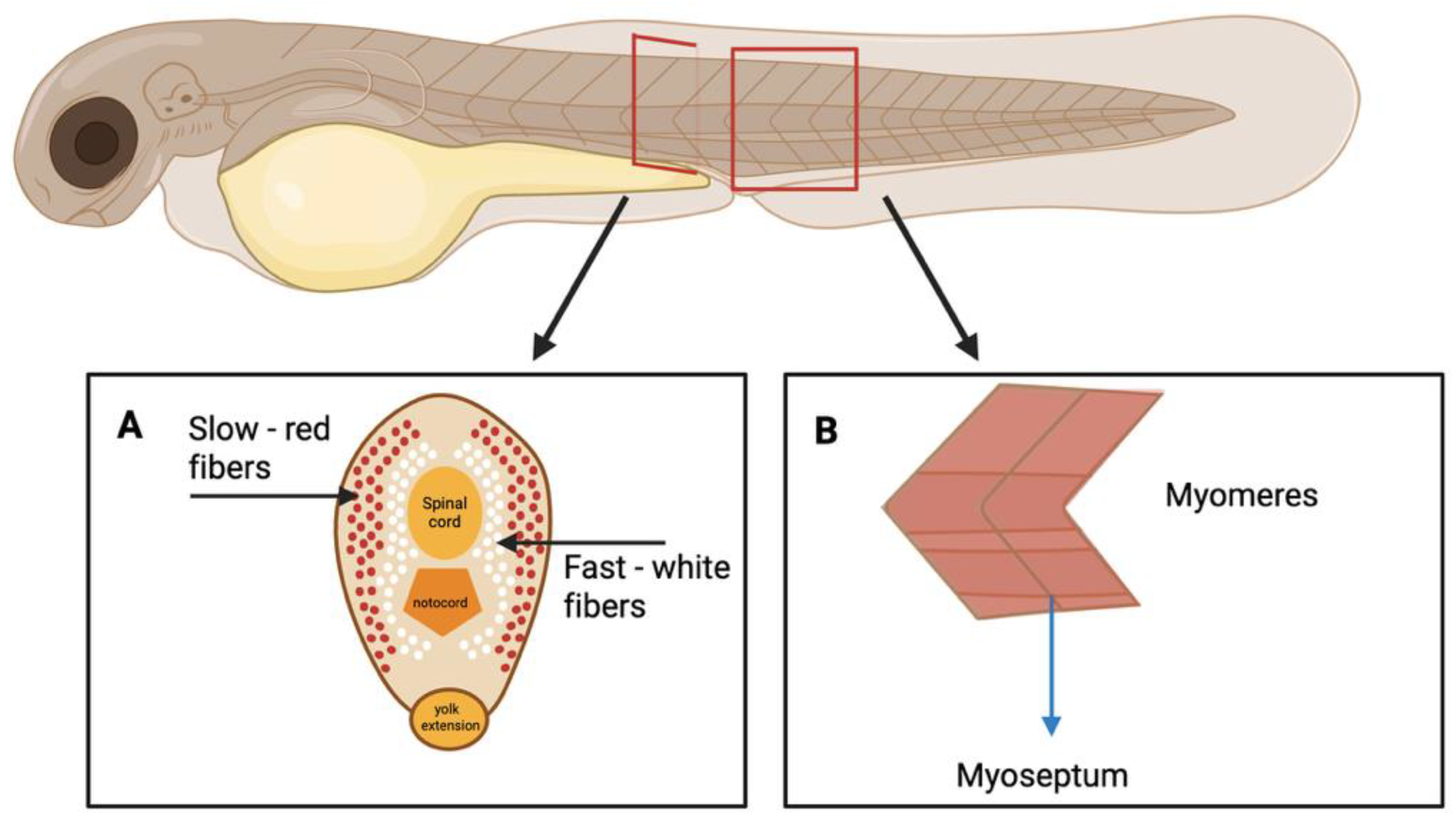 Ijms 26 08832 g001 Ijms 26 08832 g001