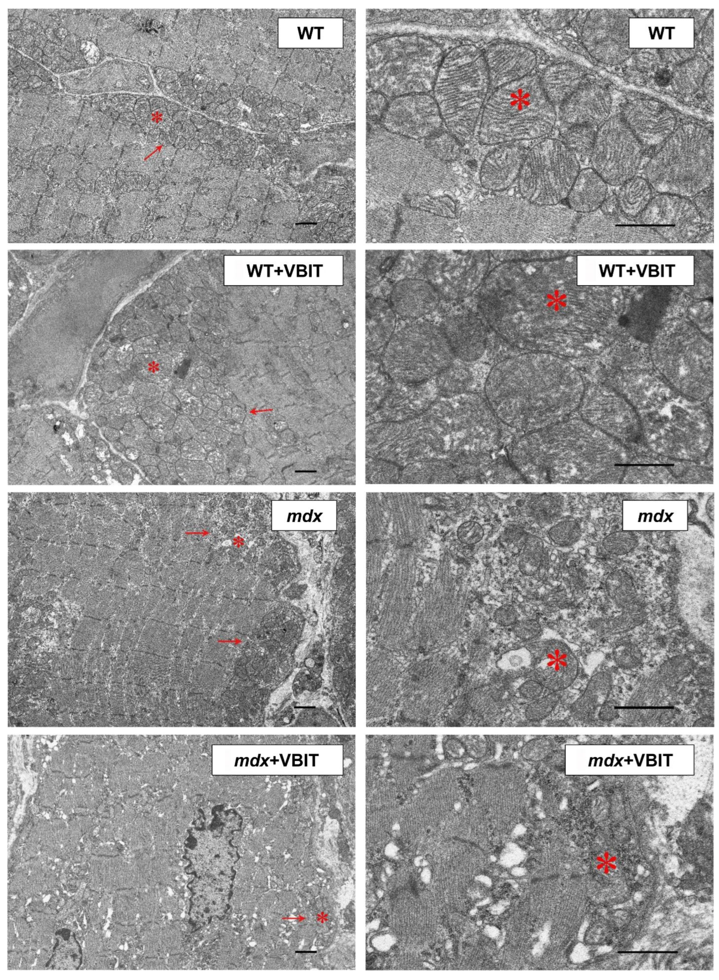 Ijms 26 08845 g006 Ijms 26 08845 g006