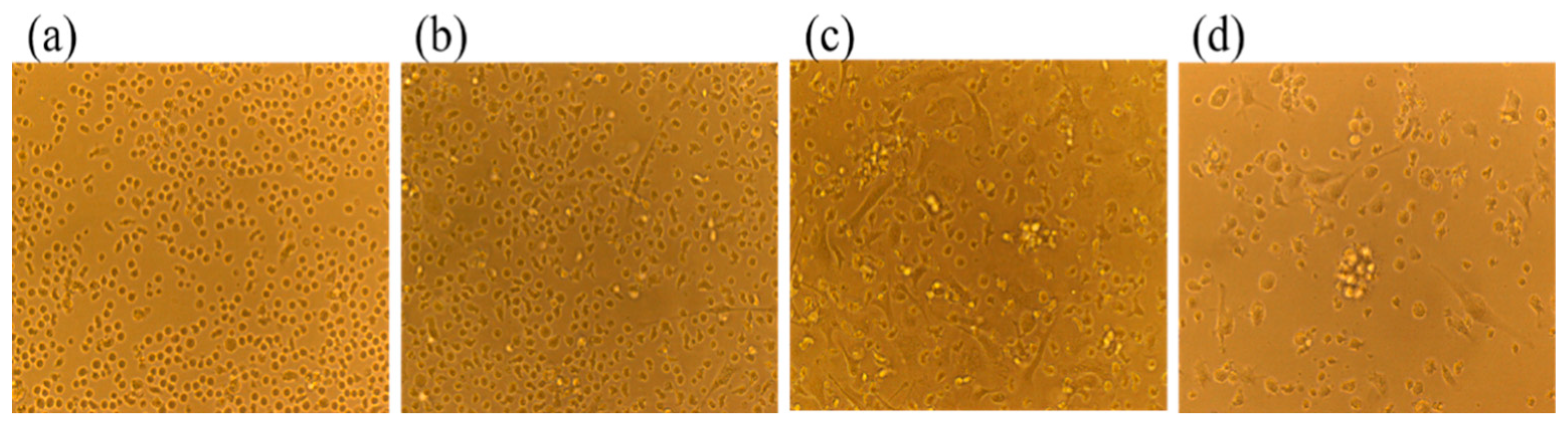 Ijms 26 08874 g001 Ijms 26 08874 g001