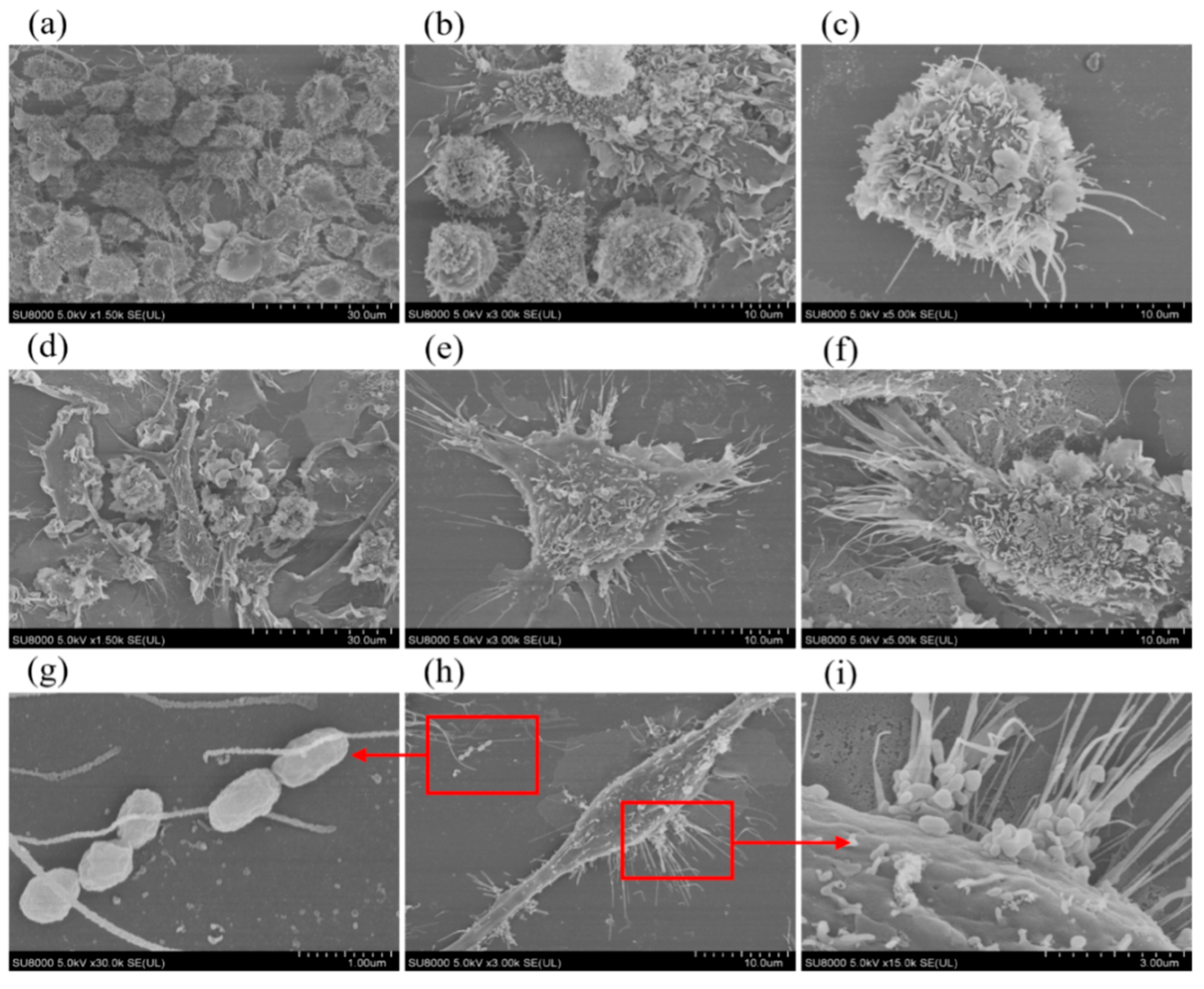 Ijms 26 08874 g002 Ijms 26 08874 g002