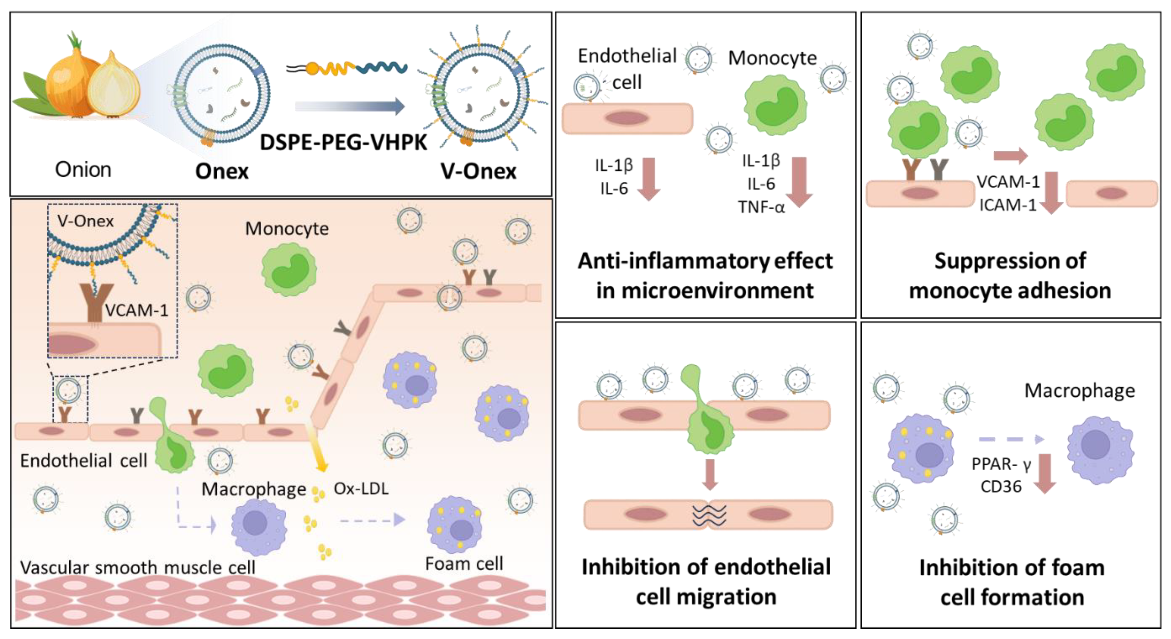 Ijms 26 08884 sch001