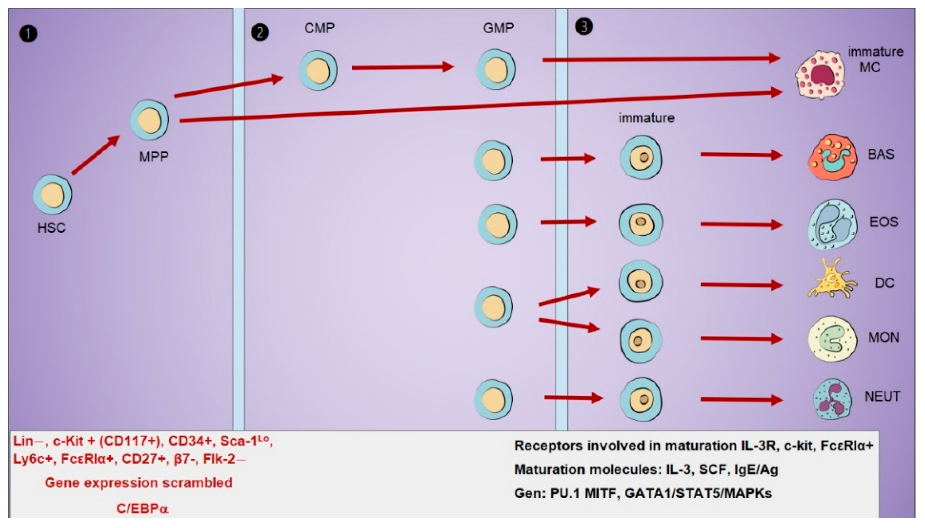 Ijms 26 08895 g001 Ijms 26 08895 g001