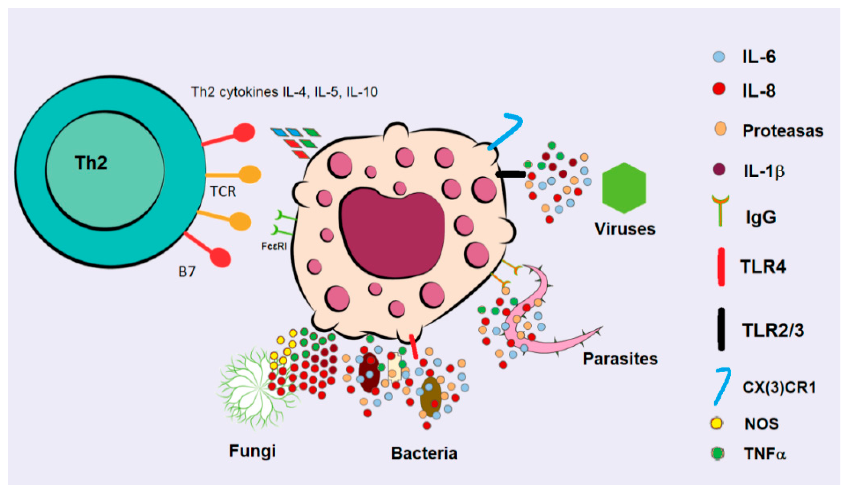 Ijms 26 08895 g003 Ijms 26 08895 g003