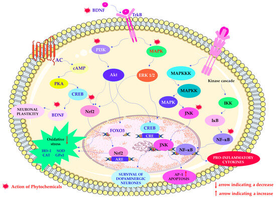 セージ fonc-14-1397863-g001.jpg